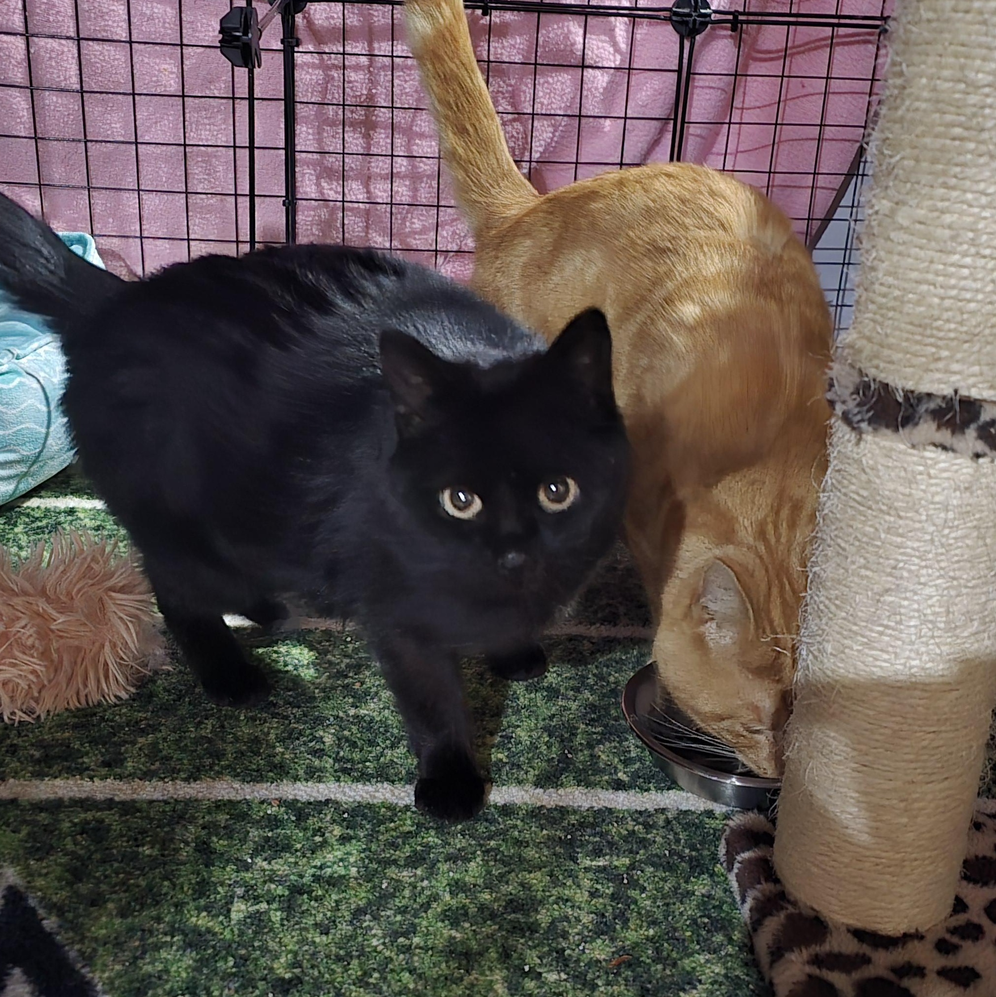 Enlarge Diamond, a ADOPTABLE Domestic Short Hair in Woodbridge, NJ image 3/5