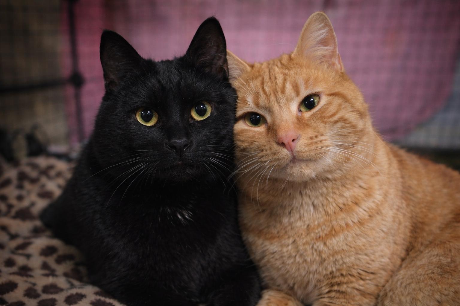 Enlarge Diamond, a ADOPTABLE Domestic Short Hair in Woodbridge, NJ image 5/5