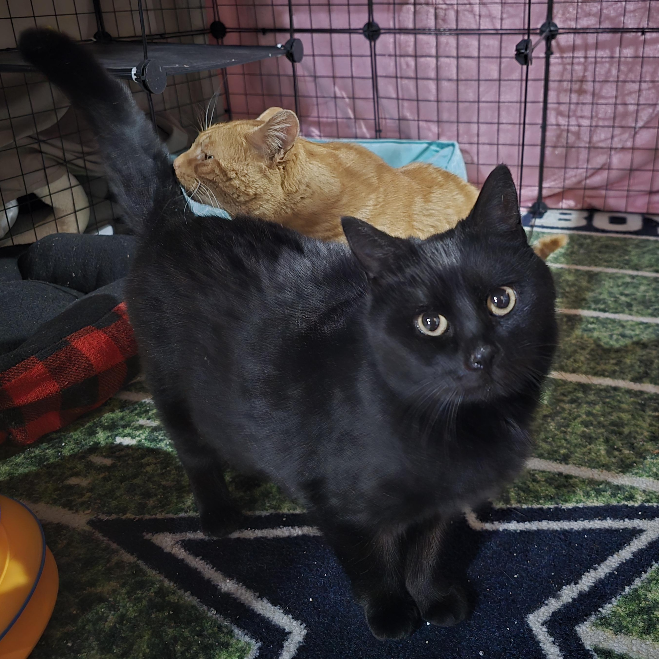 Diamond, ADOPTABLE, Young Female Domestic Short Hair.