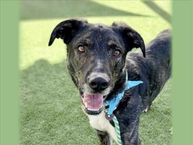 Enlarge ROCKY, a Adoptable Greyhound in San Pedro, CA image 1/1