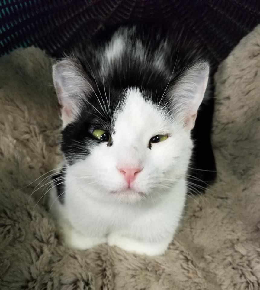 Mae Mae, a Adoptable American Shorthair in Naples, FL image 1/6