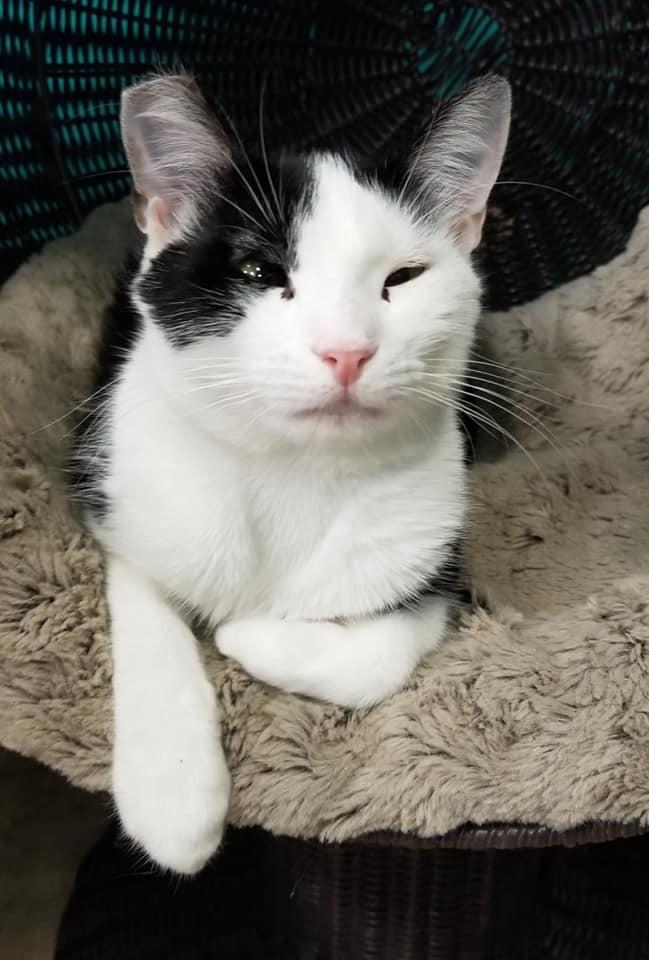 Mae Mae, Adoptable, Young Female American Shorthair.