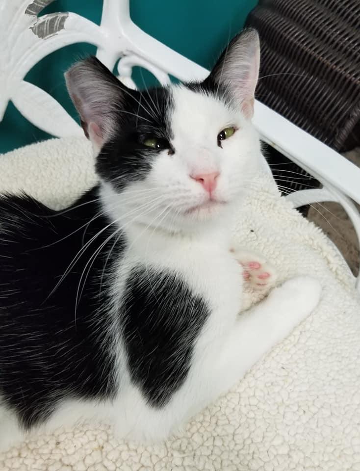 Mae Mae, a Adoptable American Shorthair in Naples, FL image 3/6