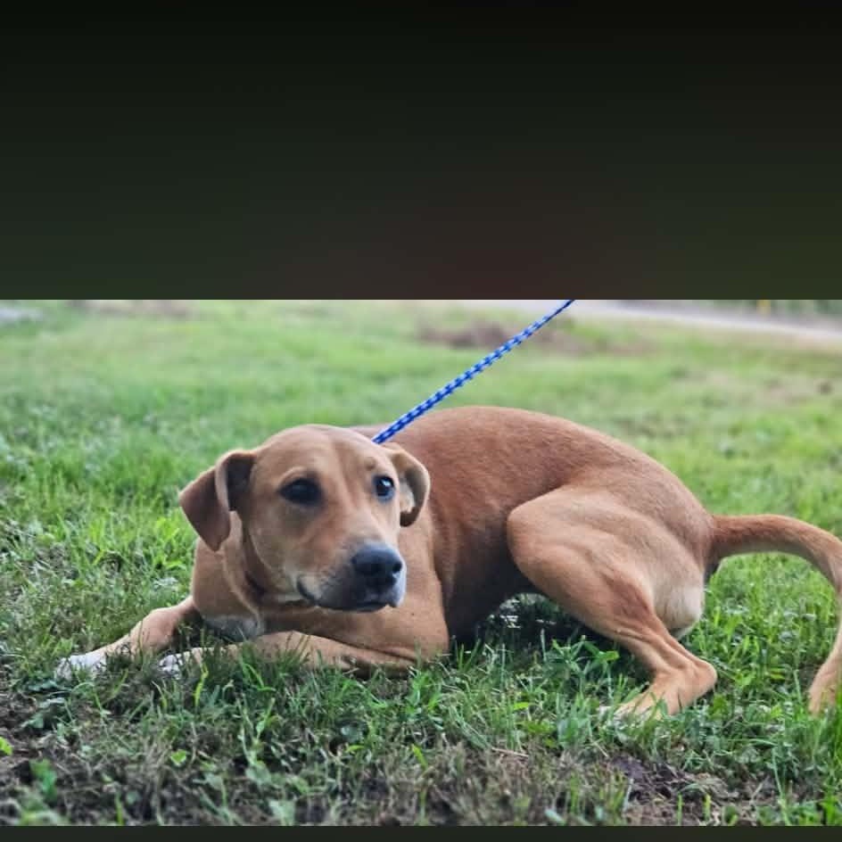 Maliyah, Adoptable, Adult Female Bulldog.