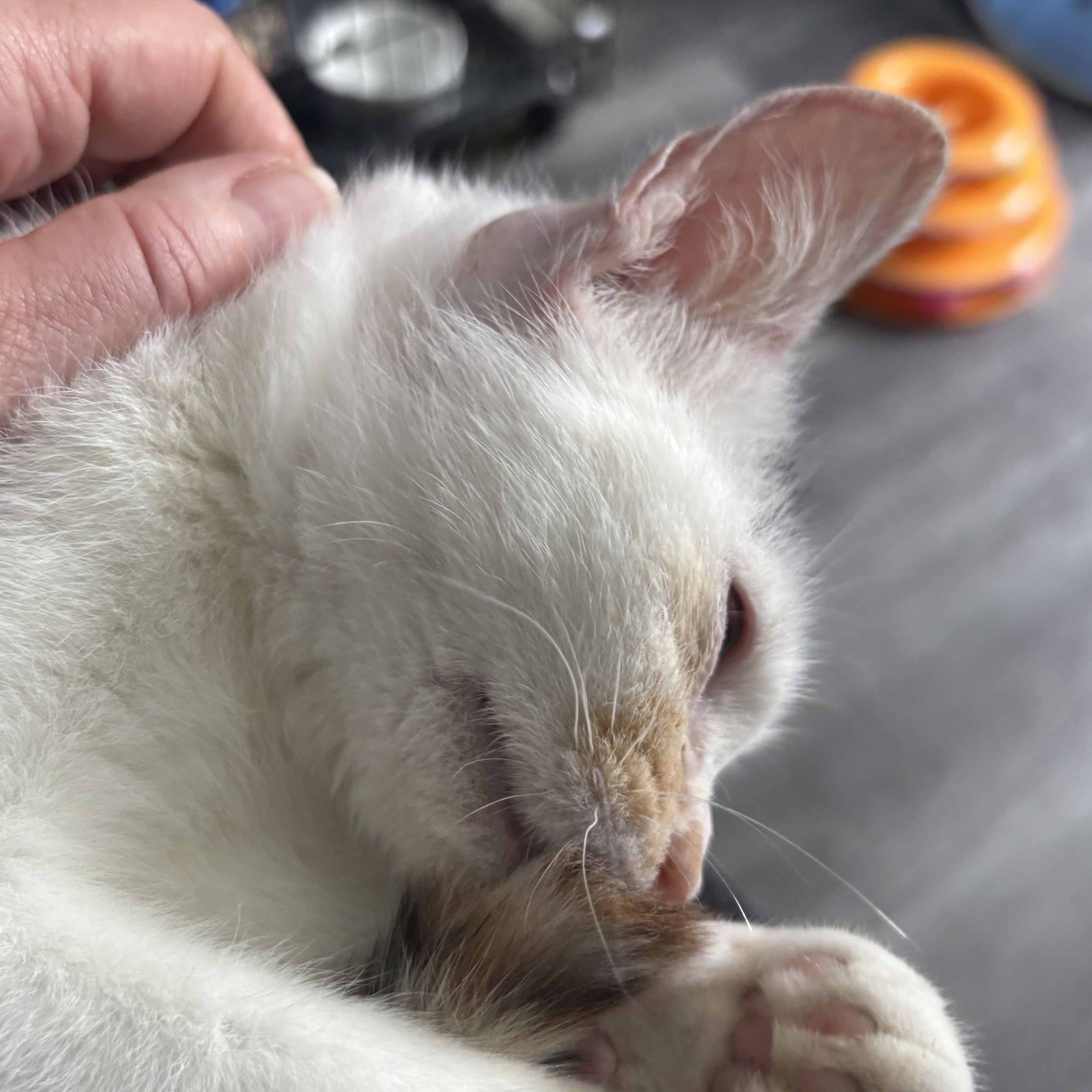 Enlarge Dove, an adopted mixed breed in Everett, ON image 3/4