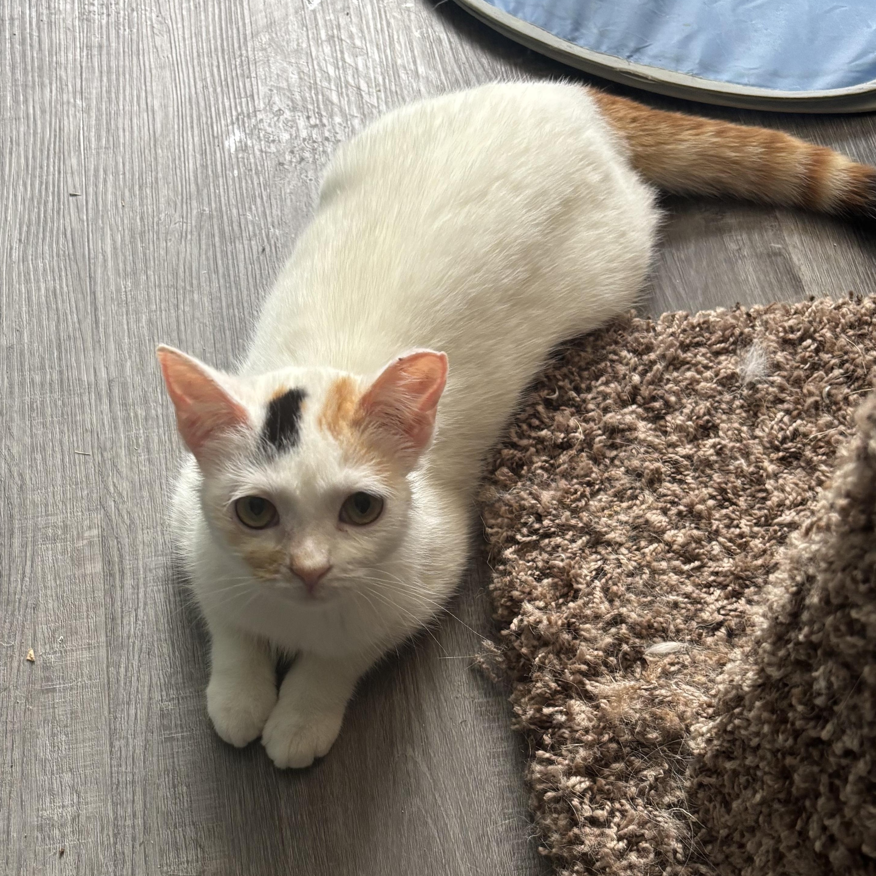Enlarge Dove, an adopted mixed breed in Everett, ON image 1/4