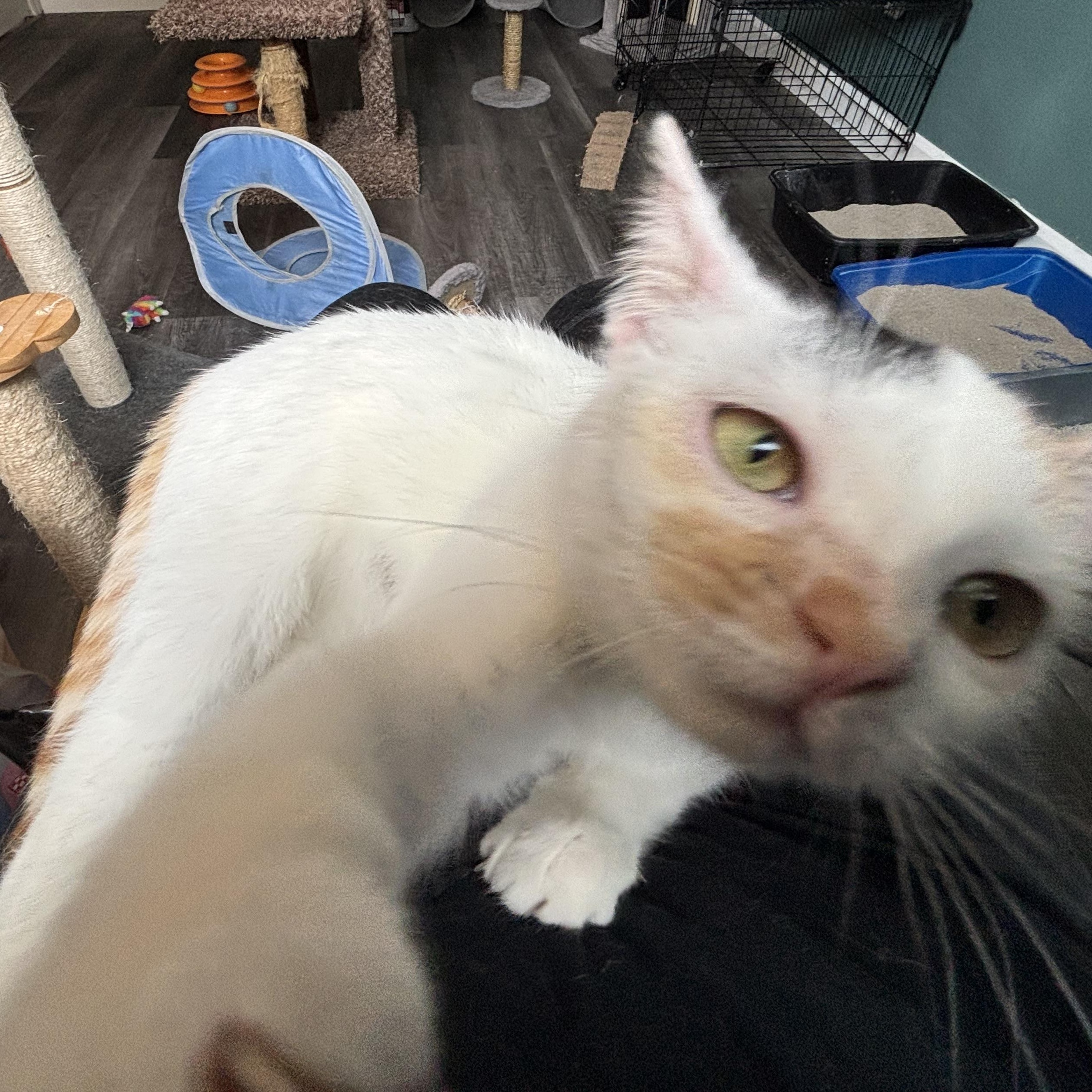 Enlarge Dove, an adopted mixed breed in Everett, ON image 4/4