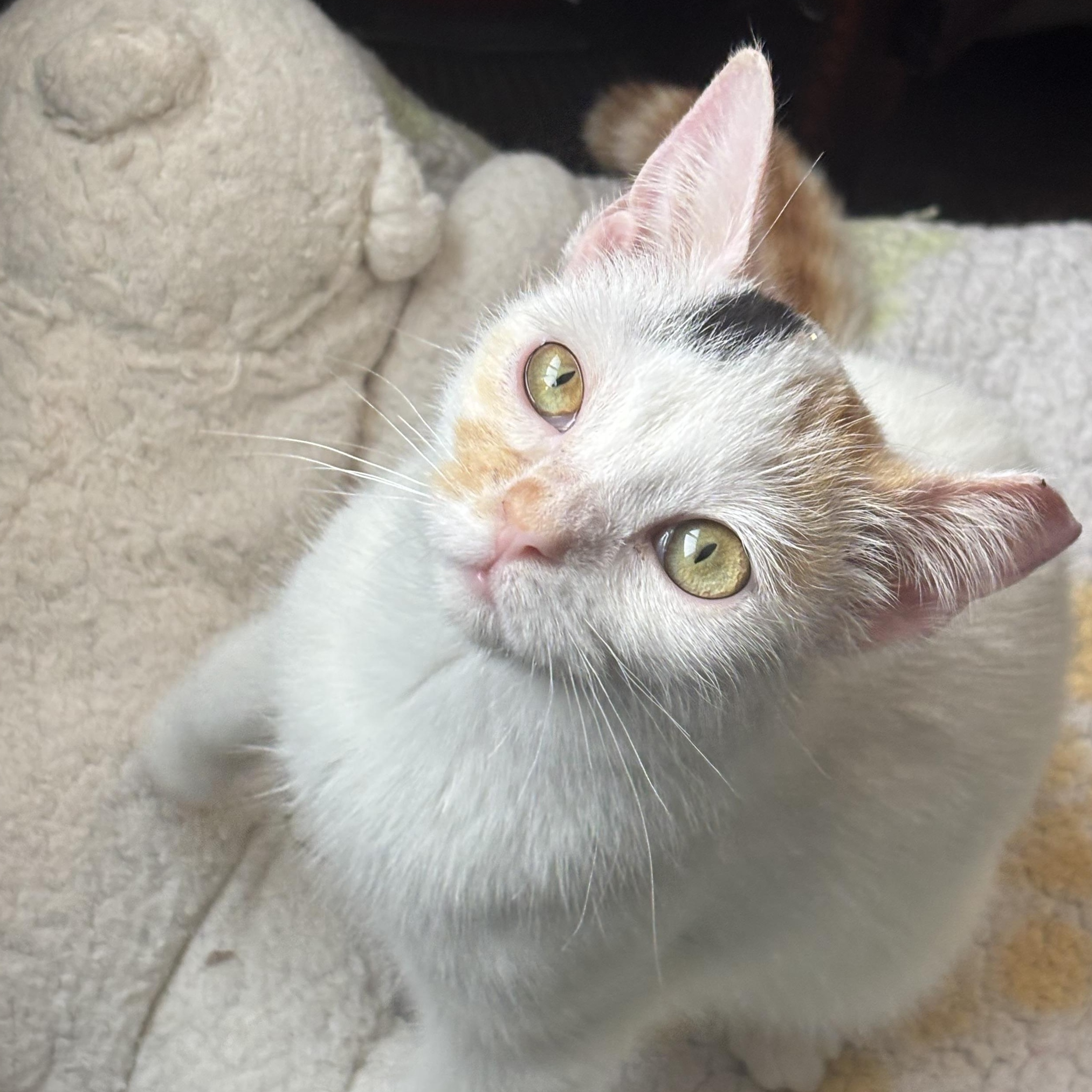Enlarge Dove, an adopted mixed breed in Everett, ON image 2/4