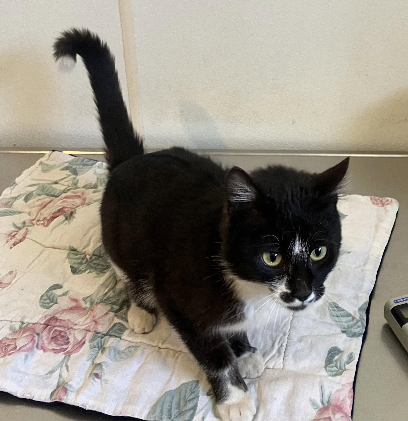 Enlarge Nutmeg - Black & White Cat -in foster care, a Adoptable Domestic Short Hair in Mitchell, SD image 1/1