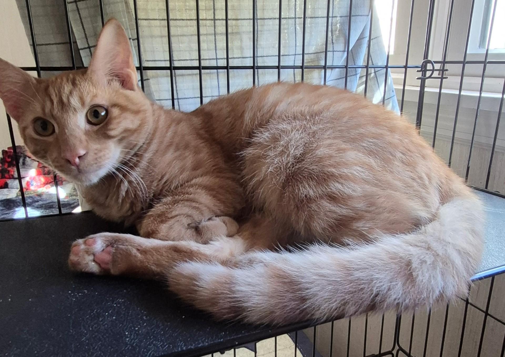 Blaze, Adoptable, Young Male Domestic Short Hair & Tabby.