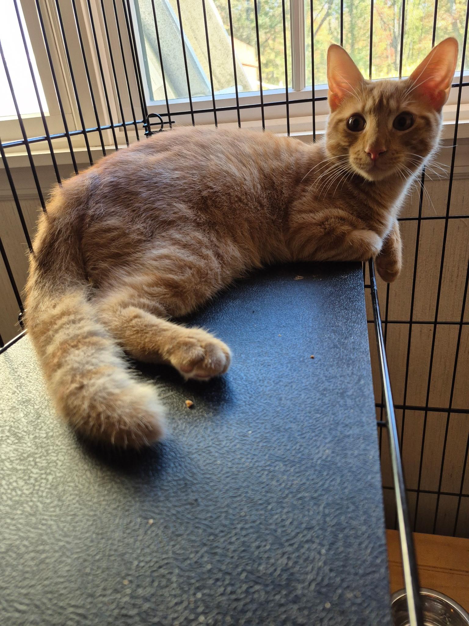 Enlarge Blaze, a Adoptable mixed breed in Mendham, NJ image 2/2