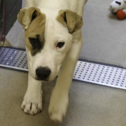 Ezra — thumbnail 2