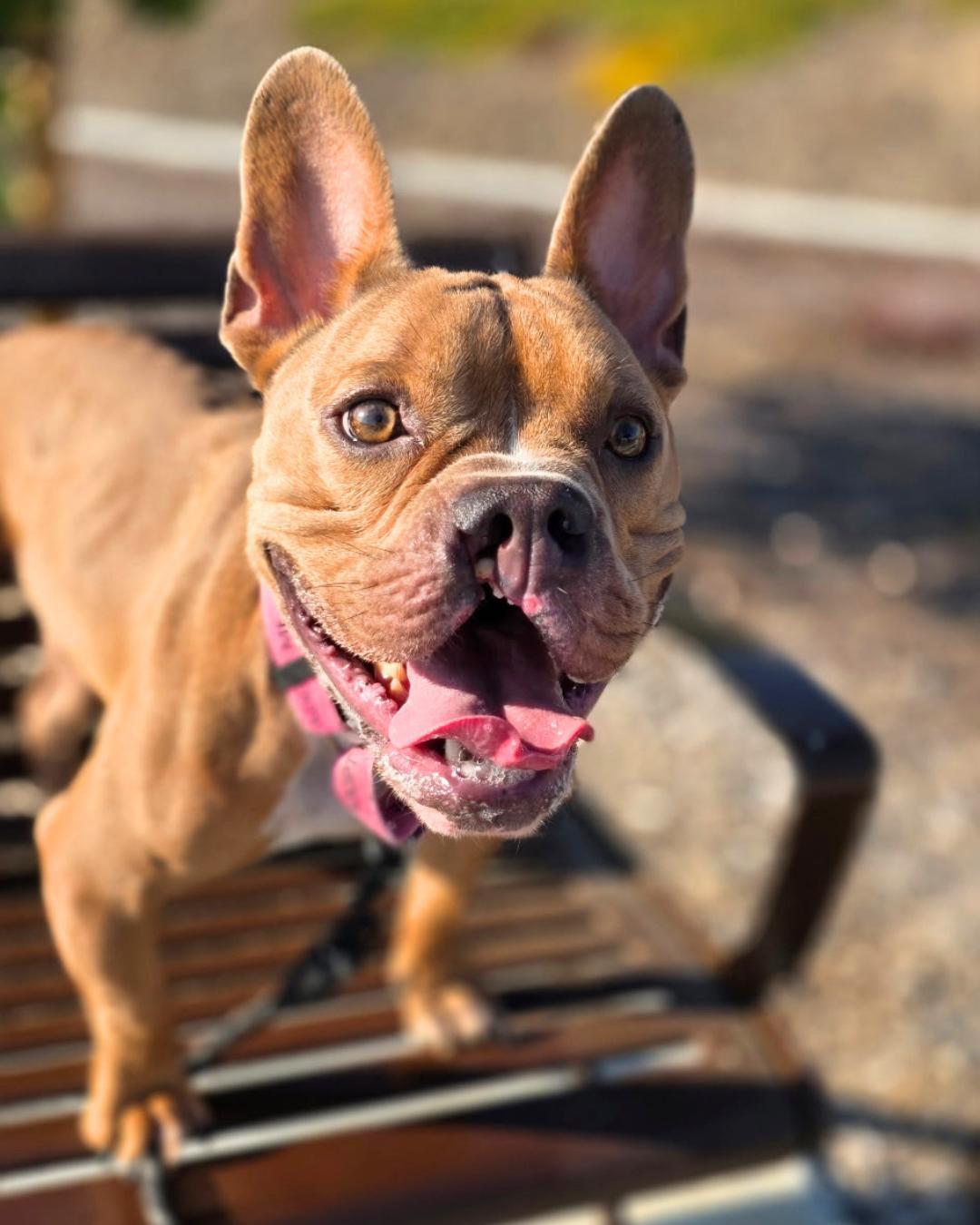 Enlarge Elliot, a ADOPTABLE French Bulldog in Valley Village, CA image 3/6