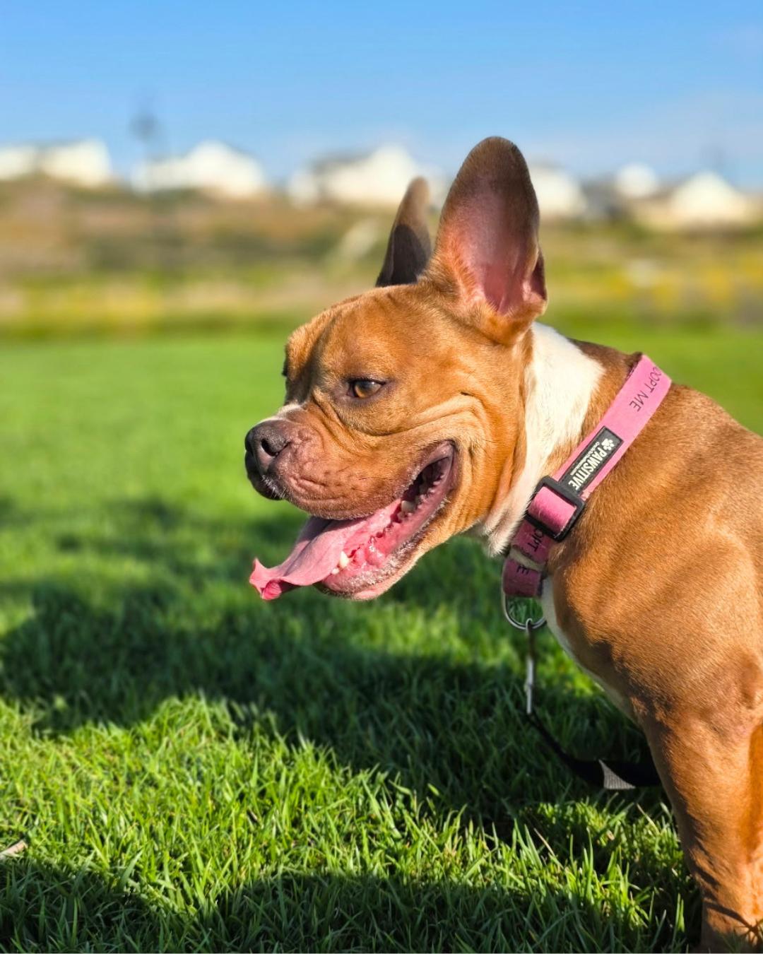 Enlarge Elliot, a ADOPTABLE French Bulldog in Valley Village, CA image 6/6