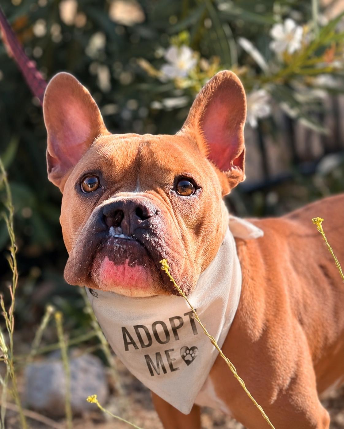 Enlarge Elliot, a ADOPTABLE French Bulldog in Valley Village, CA image 4/6