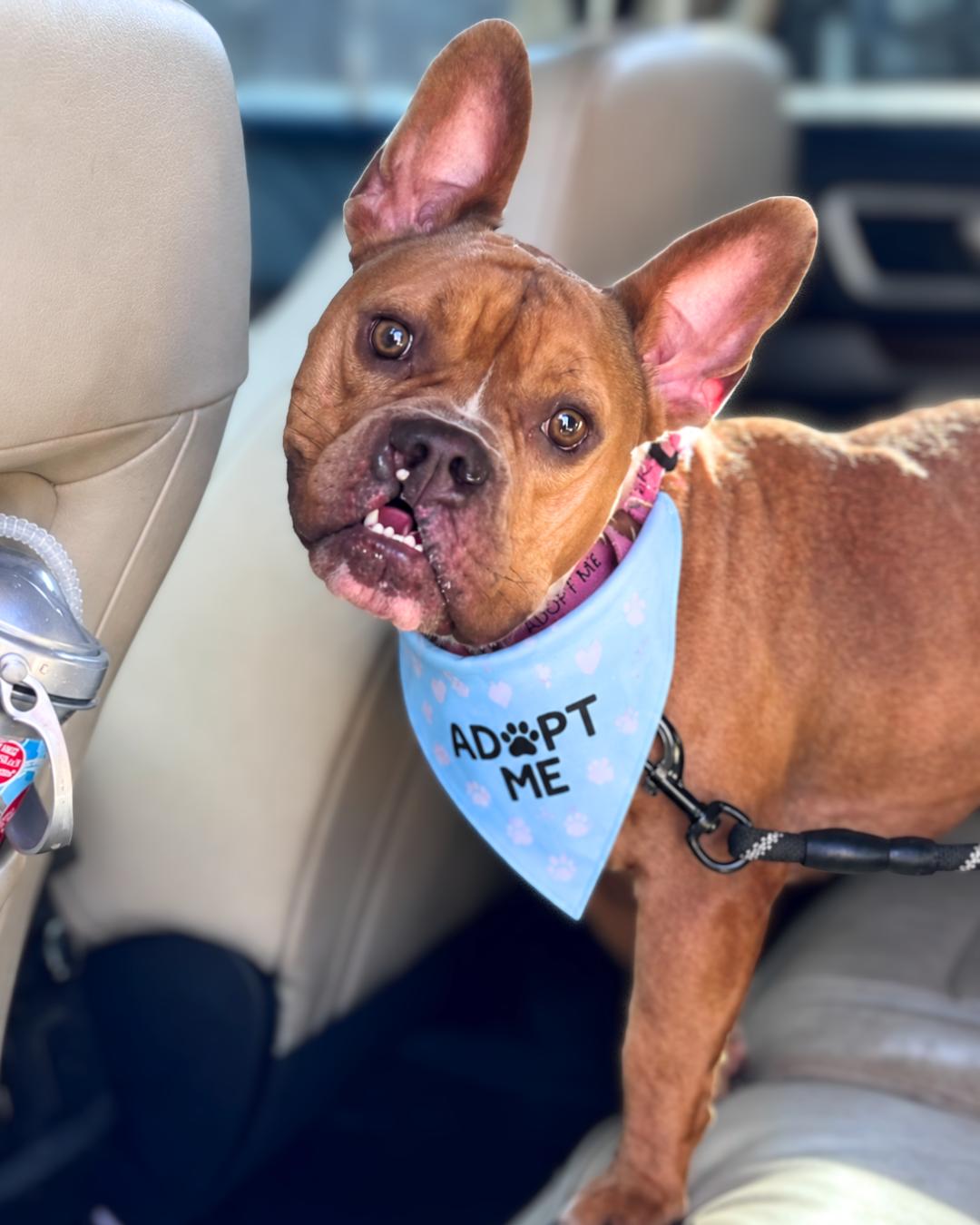 Enlarge Elliot, a ADOPTABLE French Bulldog in Valley Village, CA image 1/6