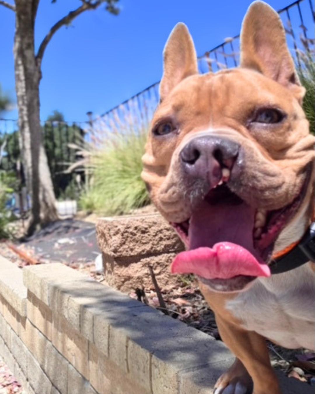 Enlarge Elliot, a ADOPTABLE French Bulldog in Valley Village, CA image 5/6