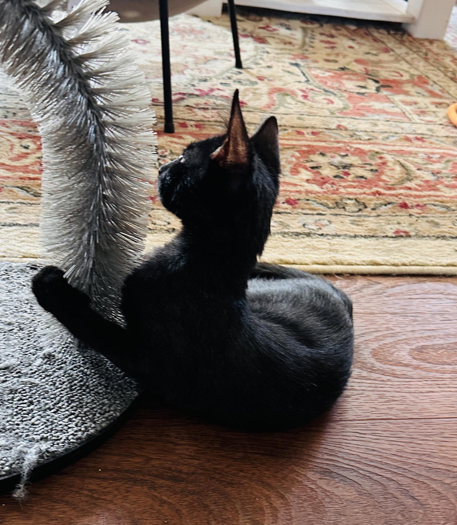 Enlarge Kelly(must be adopted w/Konnie, a Adoptable mixed breed in Walled Lake, MI image 3/3