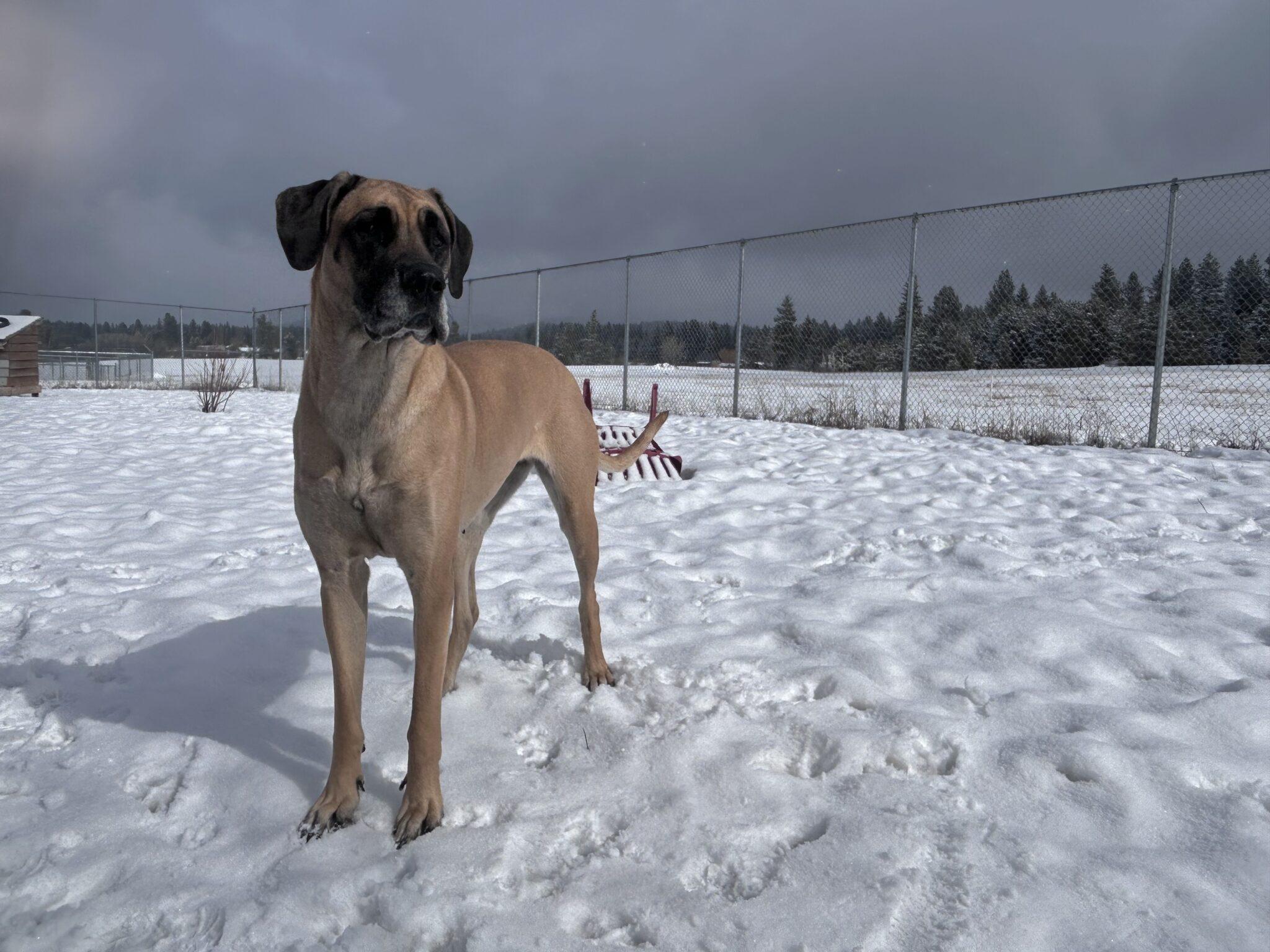 Enlarge Valerie, a ADOPTABLE Mixed Breed in McCall, ID image 1/1