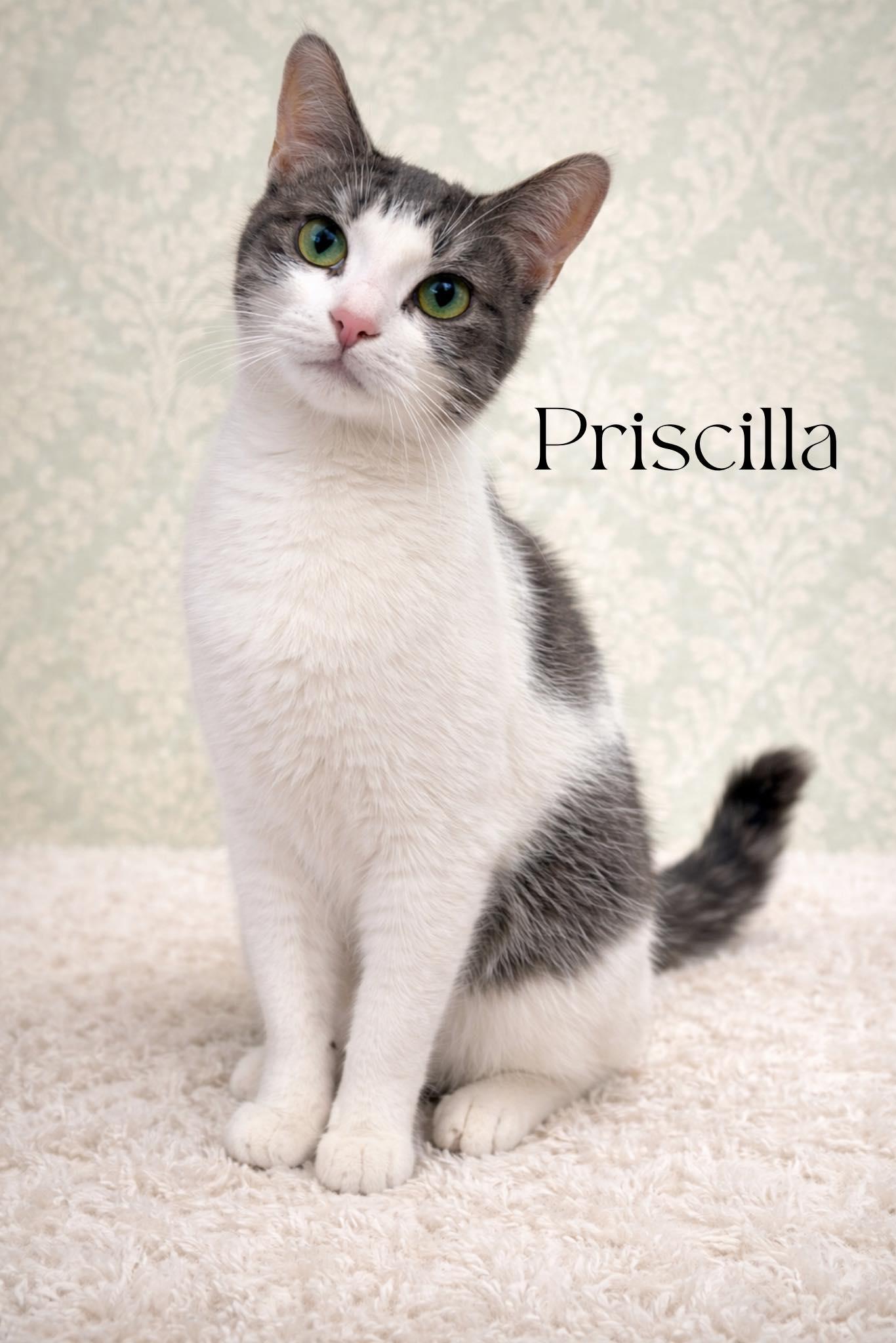 Priscilla