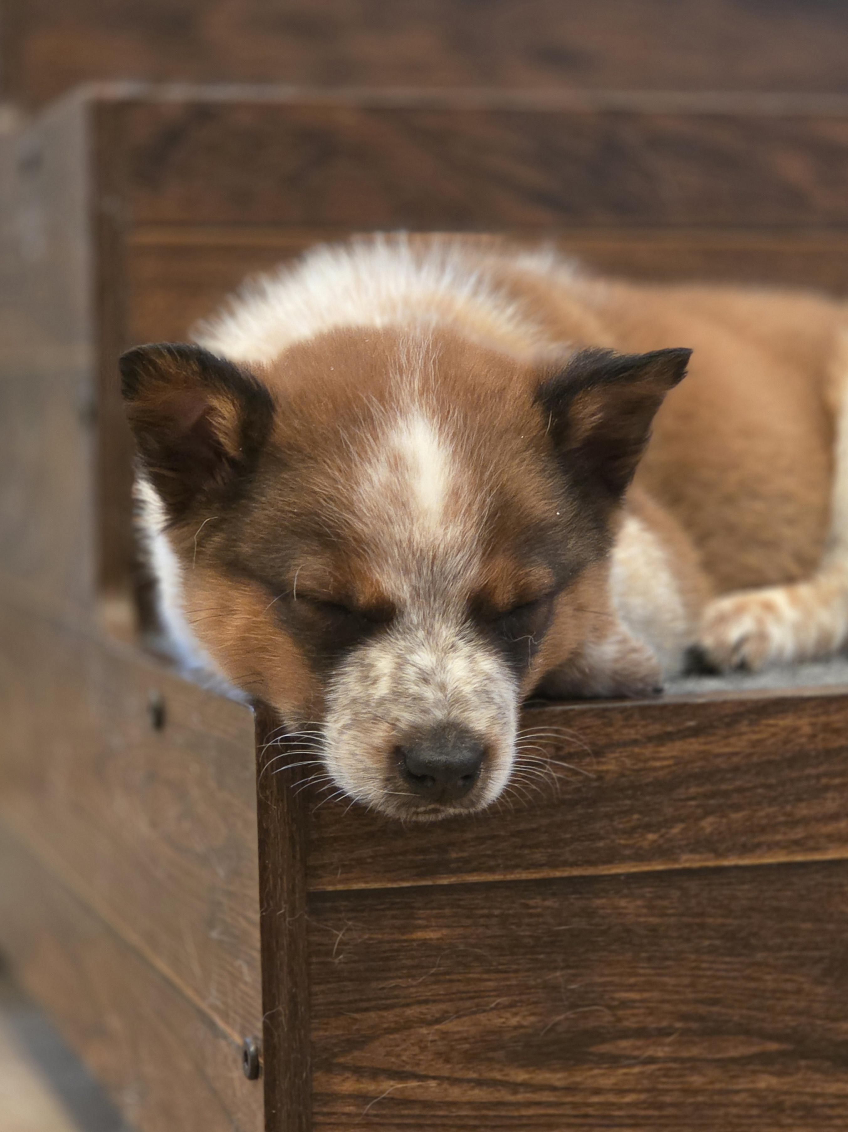 Enlarge Finn, a ADOPTABLE Australian Cattle Dog / Blue Heeler in Brookville, PA image 2/3