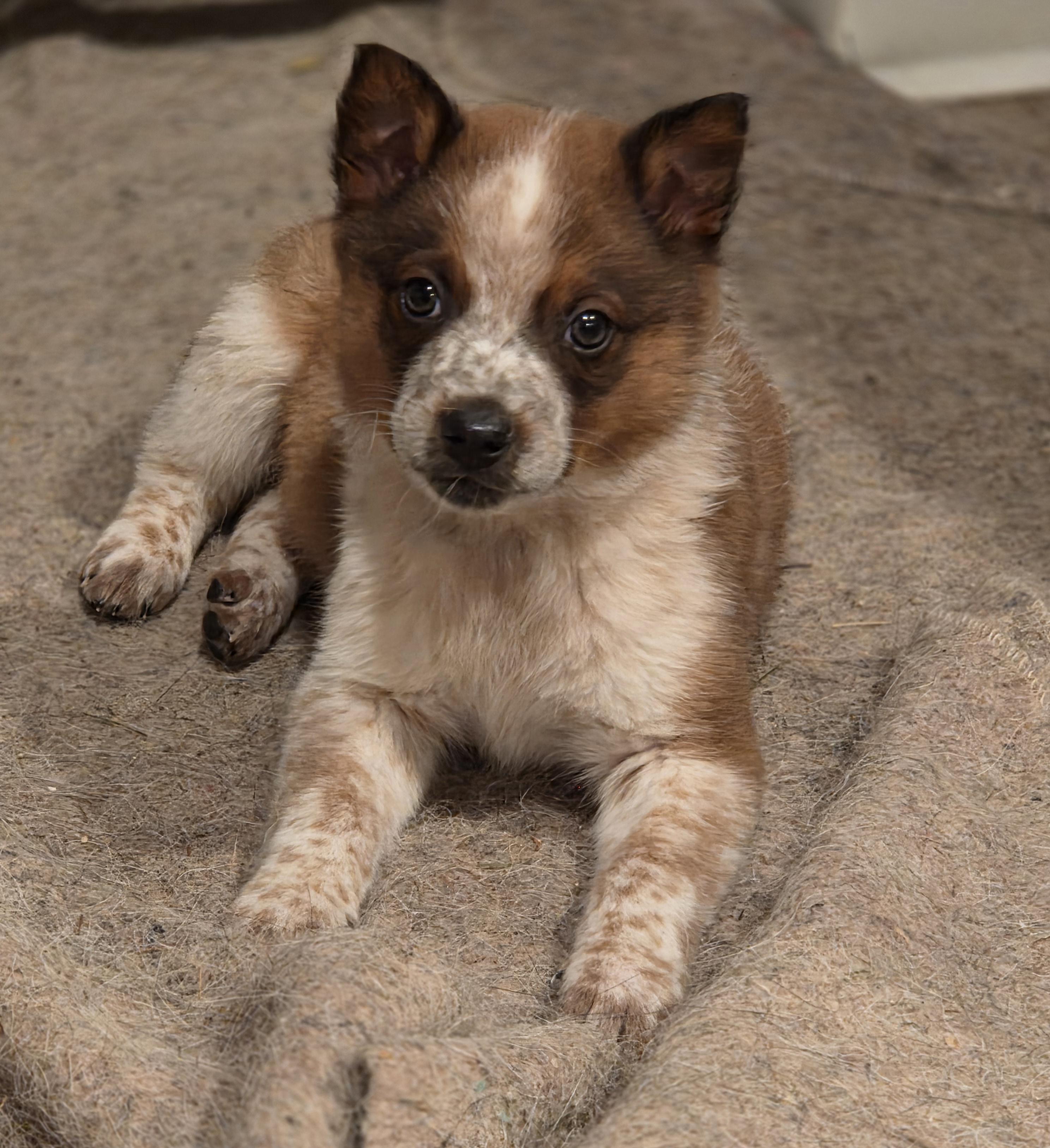 Finn, ADOPTABLE, Puppy Male Australian Cattle Dog / Blue Heeler.