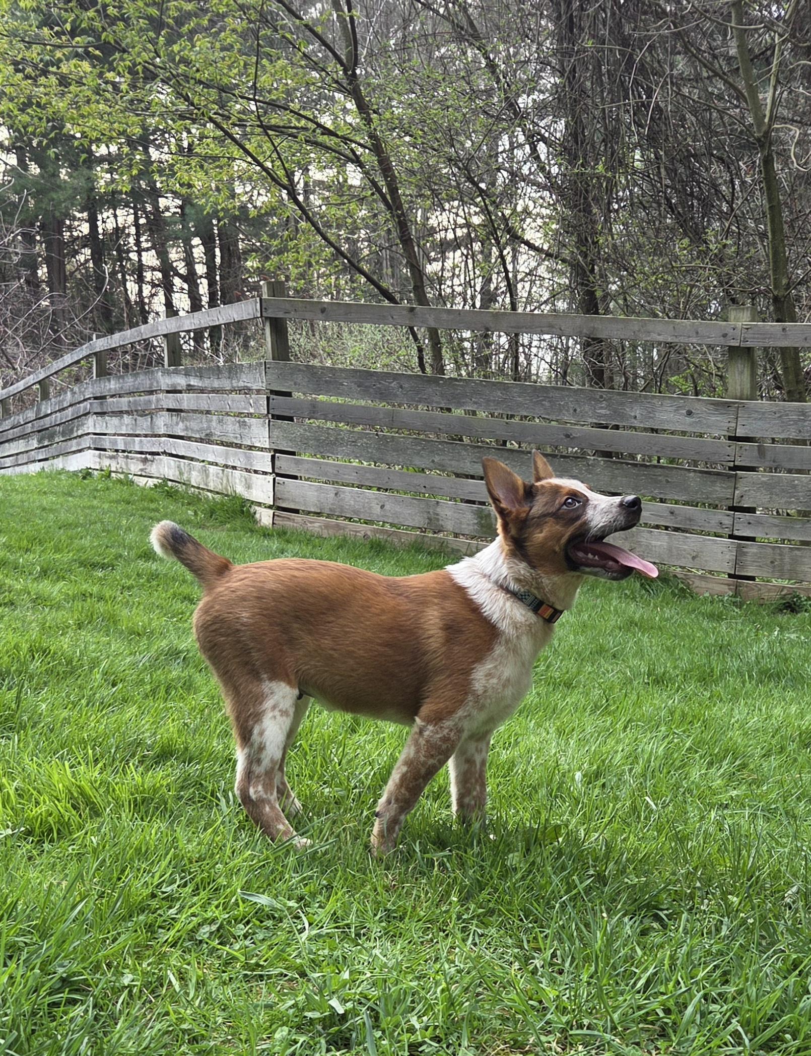 Enlarge Finn, an adoptable Australian Cattle Dog / Blue Heeler in Brookville, PA image 3/4