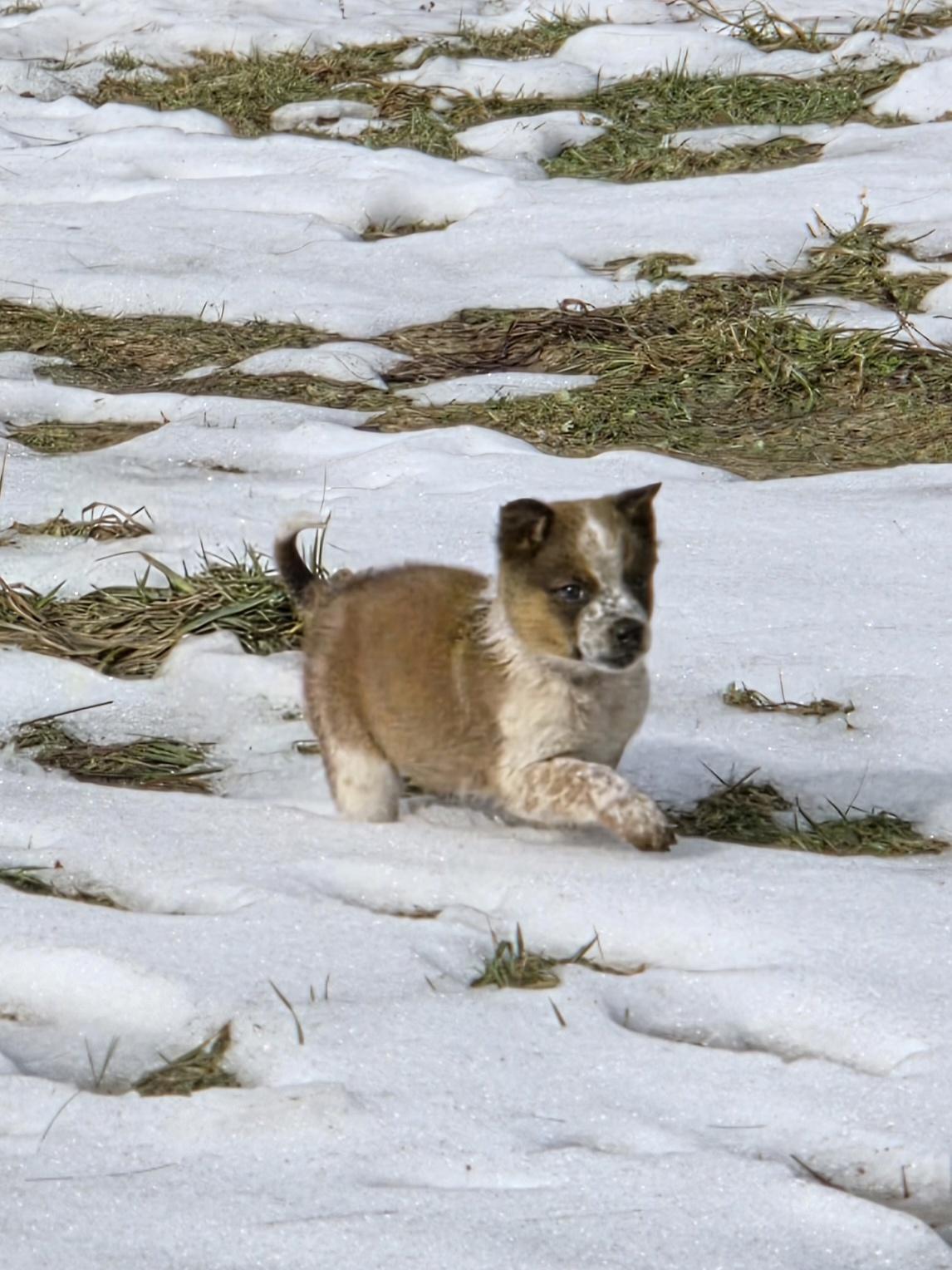 Enlarge Finn, a ADOPTABLE Australian Cattle Dog / Blue Heeler in Brookville, PA image 3/3