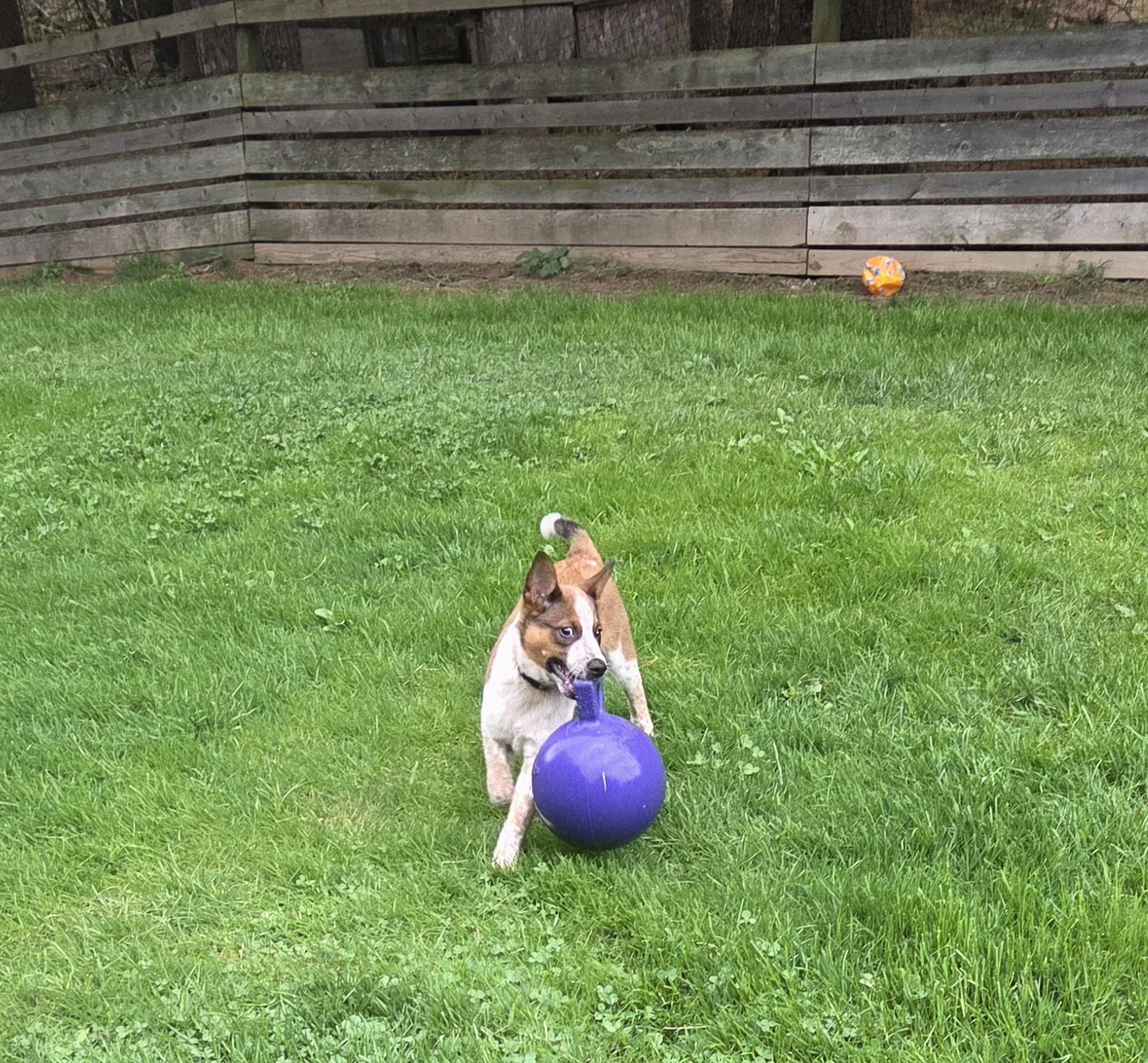 Enlarge Finn, an adoptable Australian Cattle Dog / Blue Heeler in Brookville, PA image 4/4