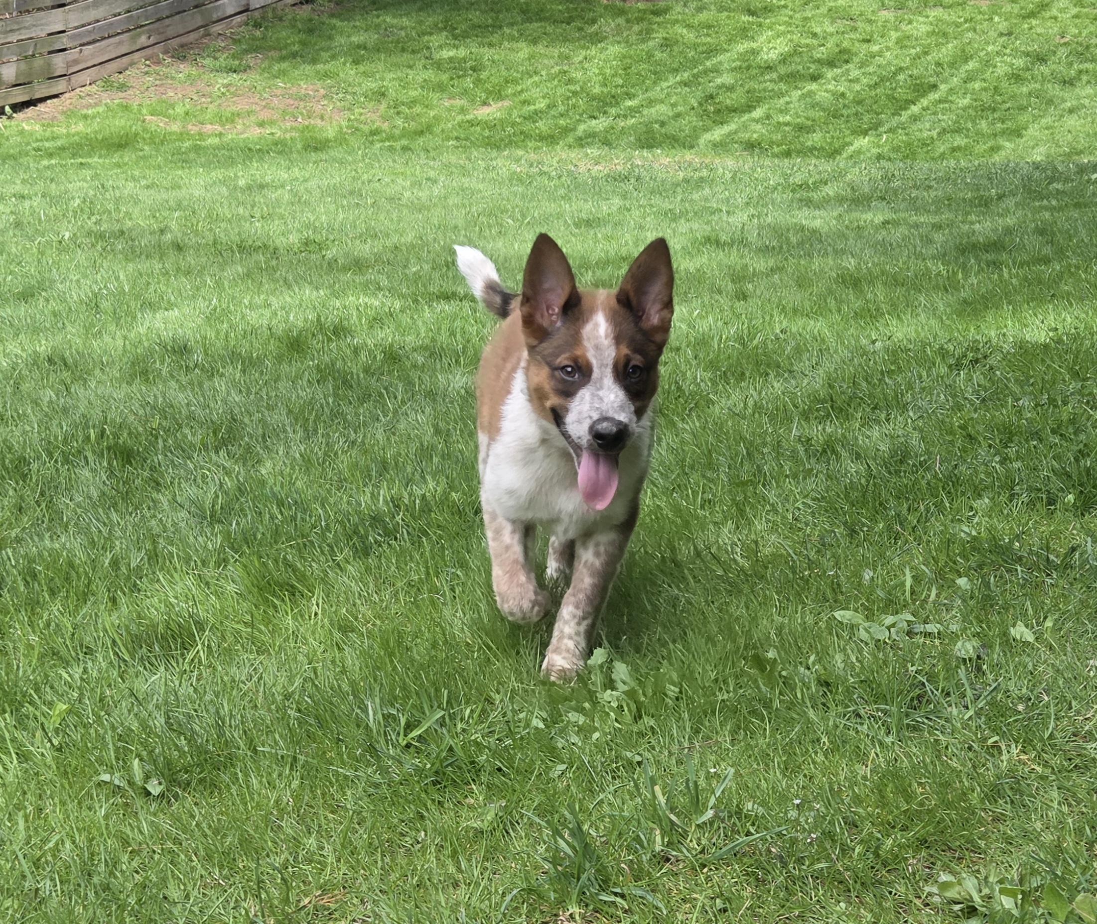 Finn, adoptable, Puppy Male Australian Cattle Dog / Blue Heeler.