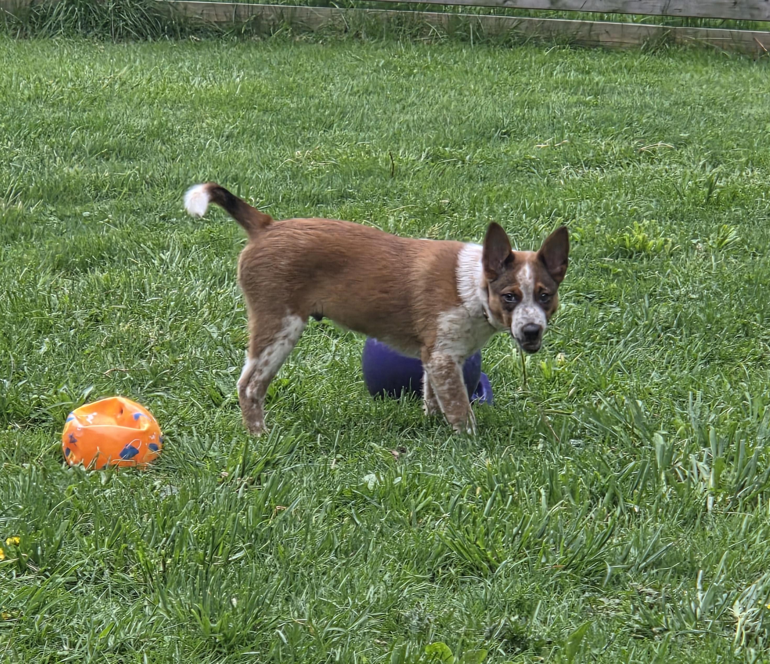 Enlarge Finn, an adoptable Australian Cattle Dog / Blue Heeler in Brookville, PA image 2/4