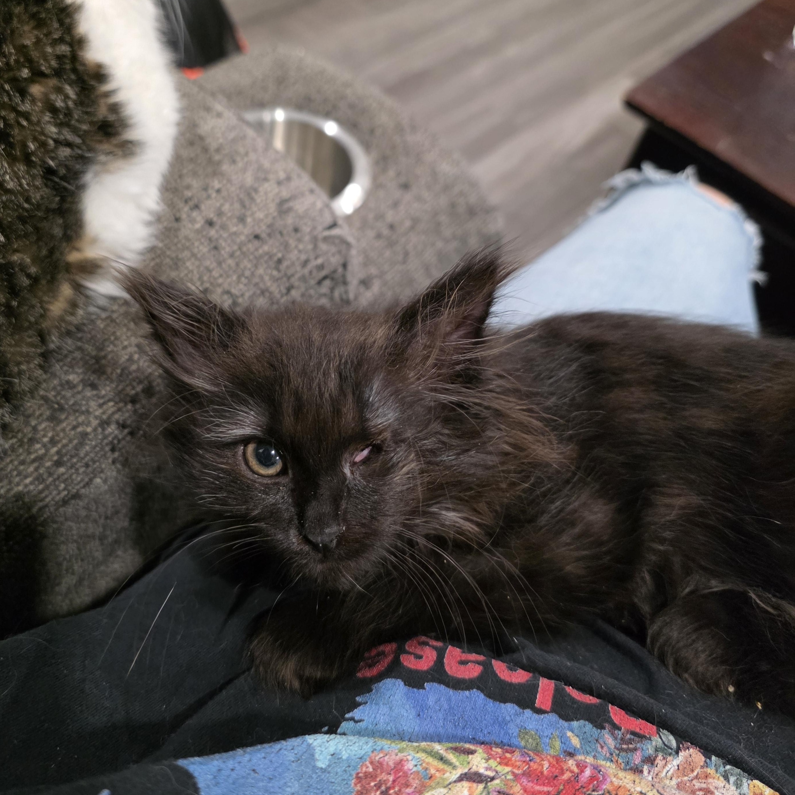 Hera, ADOPTABLE, Kitten Female Domestic Long Hair.