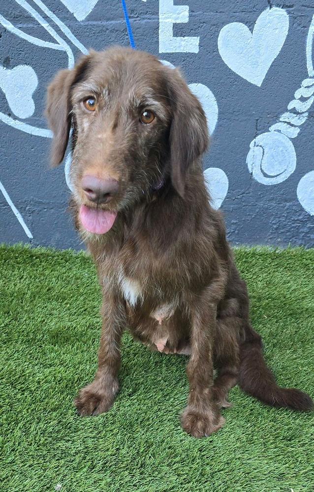 Enlarge Thistle, a Adoptable mixed breed in Manhattan, NY image 1/1