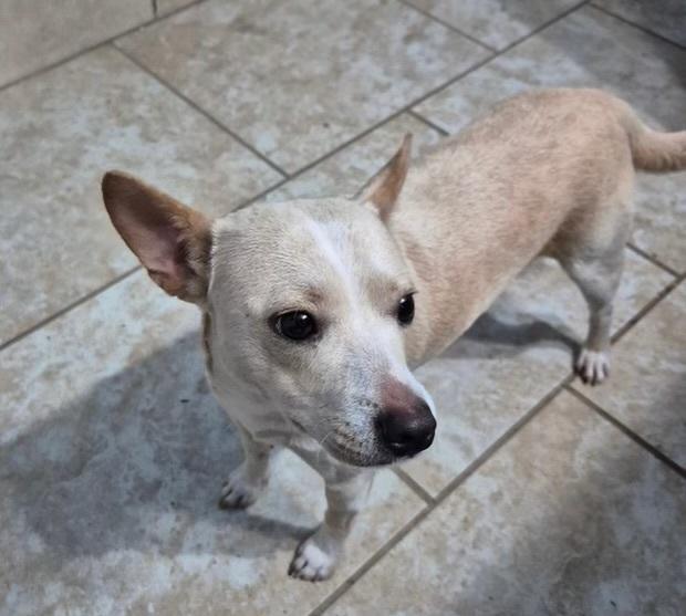 Enlarge Nugget, a Adoptable mixed breed in Rapid City, SD image 1/2