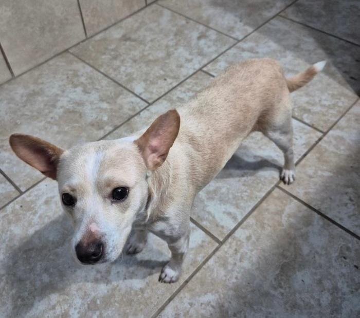 Enlarge Nugget, a Adoptable mixed breed in Rapid City, SD image 2/2