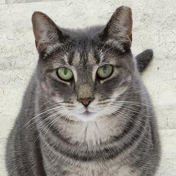 Enlarge CC, a Adoptable Domestic Short Hair in Brockport, NY image 1/2