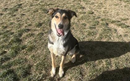 Dino, Adoptable, Young Male German Shepherd Dog & Mixed Breed.
