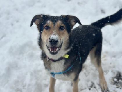 Dino, a Adoptable mixed breed in Boulder, CO image 3/3