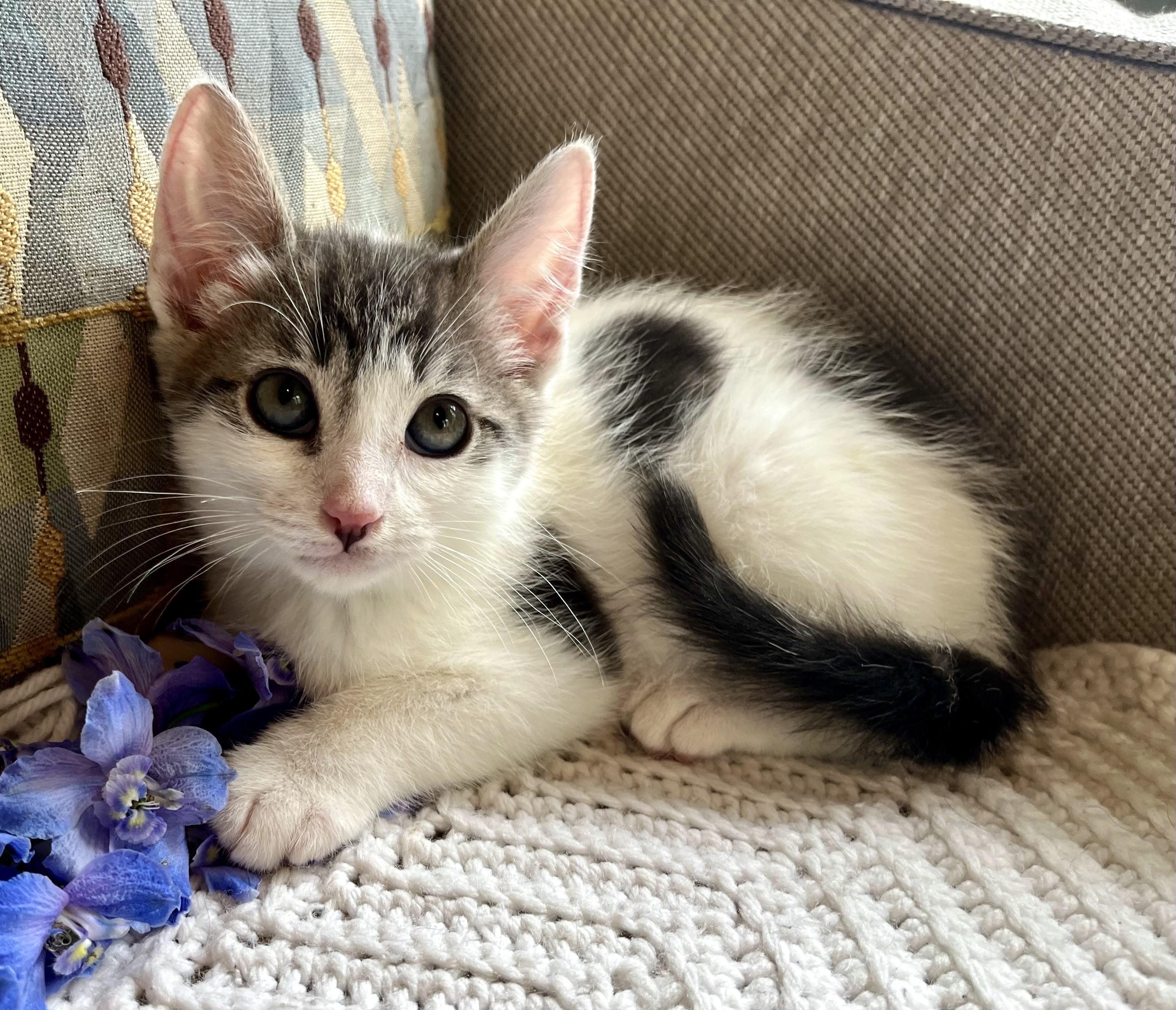 Enlarge Peppermint, a ADOPTABLE mixed breed in Rocky Hill, CT image 4/6