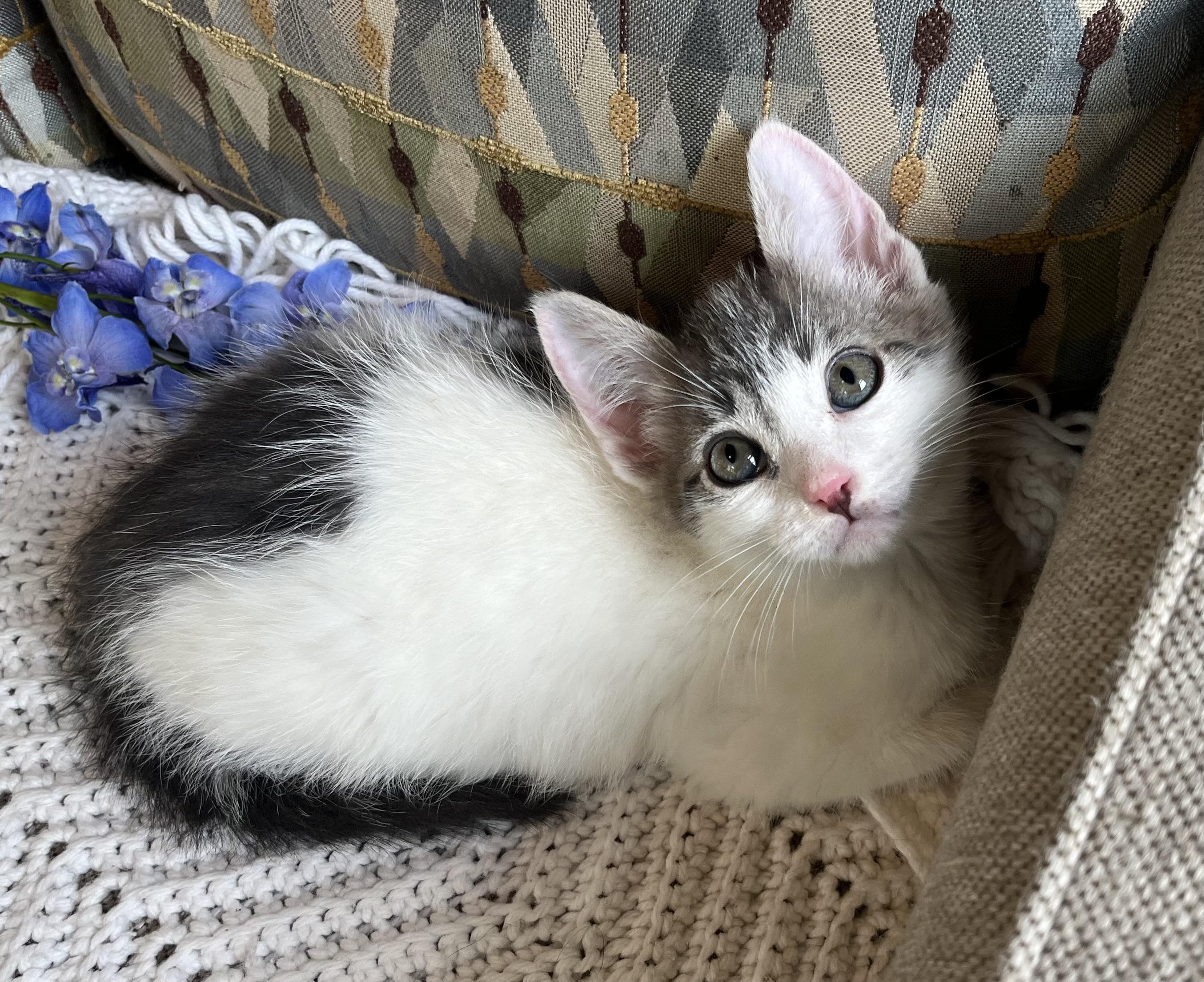 Peppermint, ADOPTABLE, Kitten Male Domestic Short Hair.