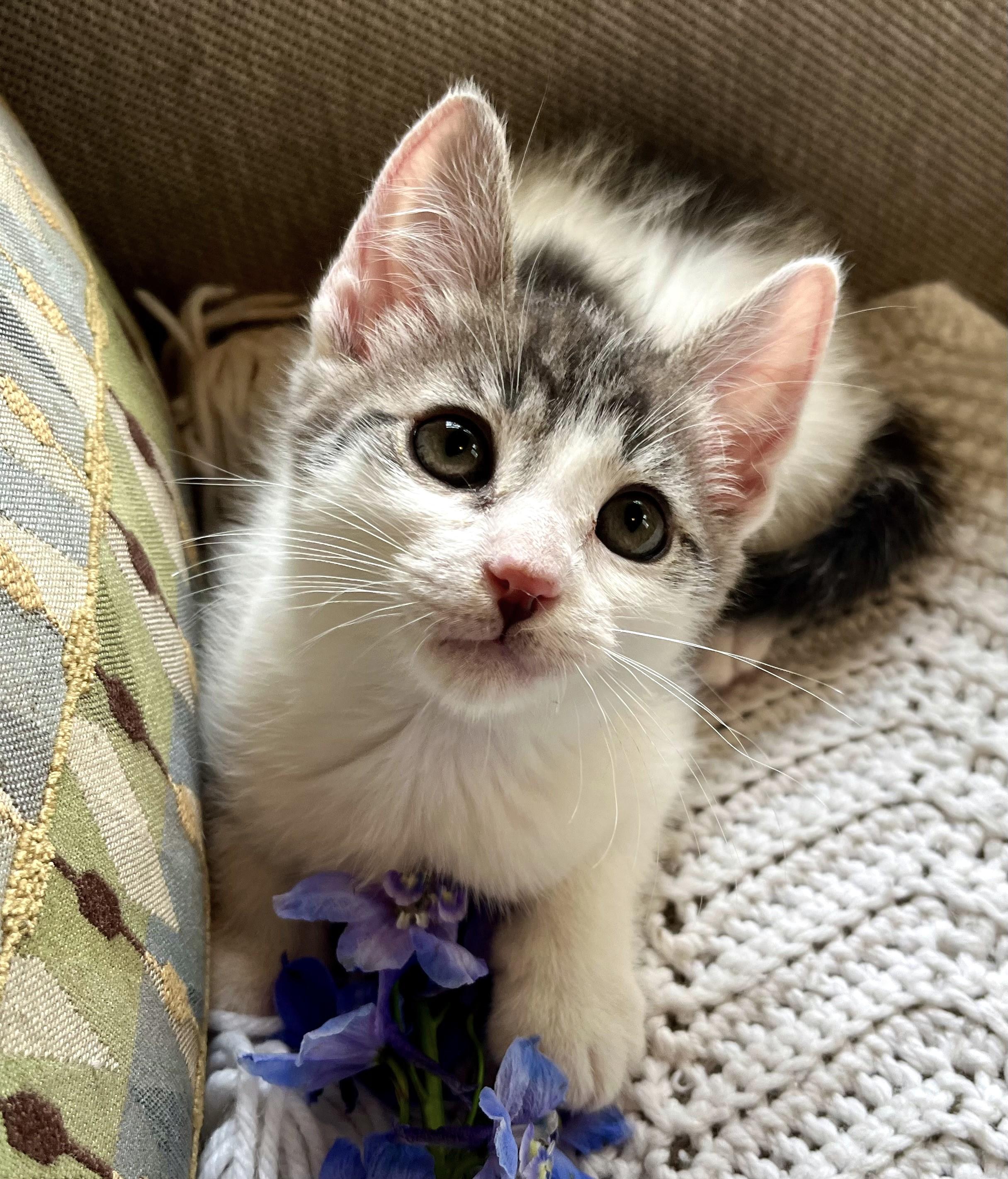 Enlarge Peppermint, a ADOPTABLE mixed breed in Rocky Hill, CT image 3/6