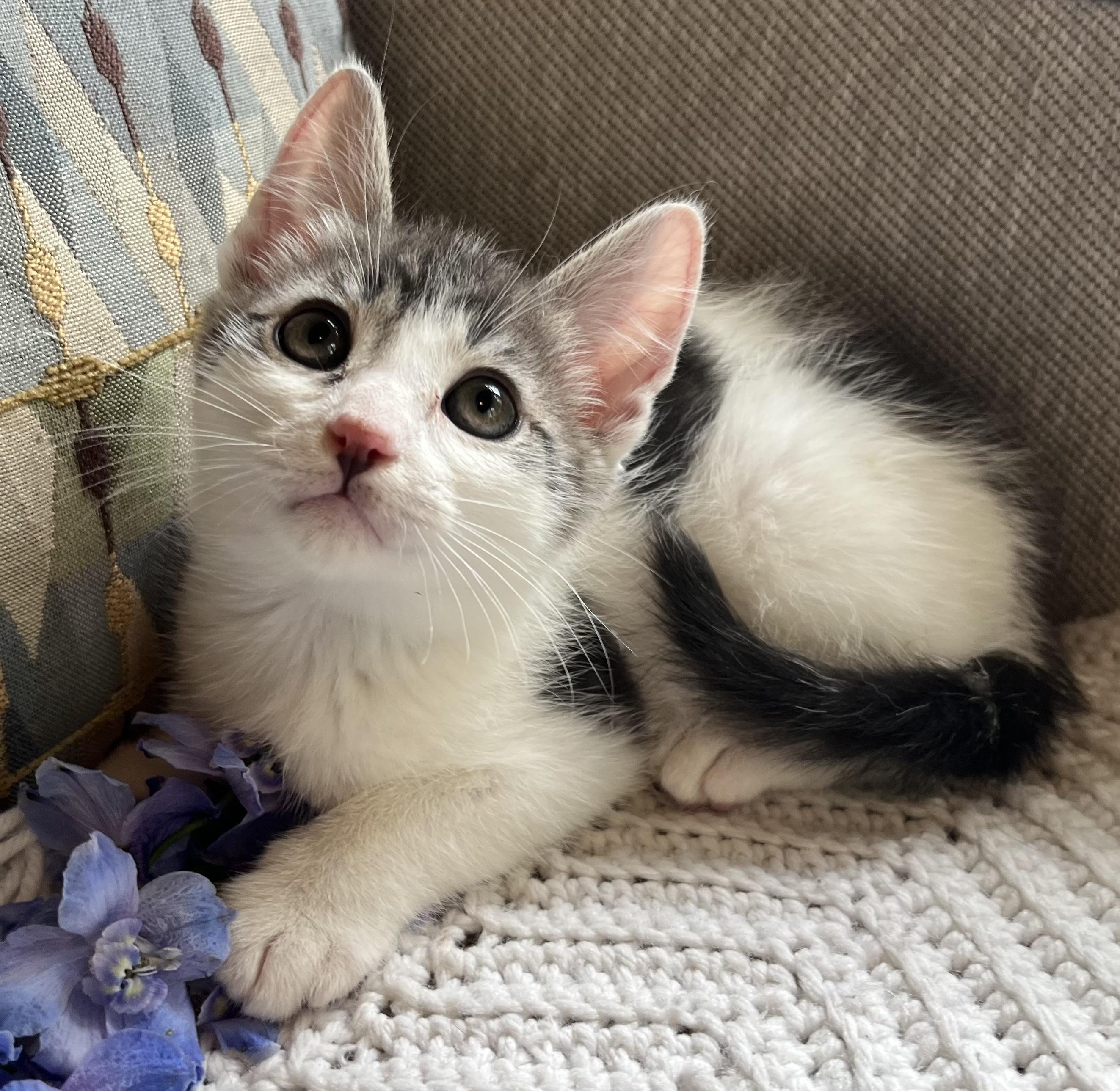 Enlarge Peppermint, a ADOPTABLE mixed breed in Rocky Hill, CT image 5/6