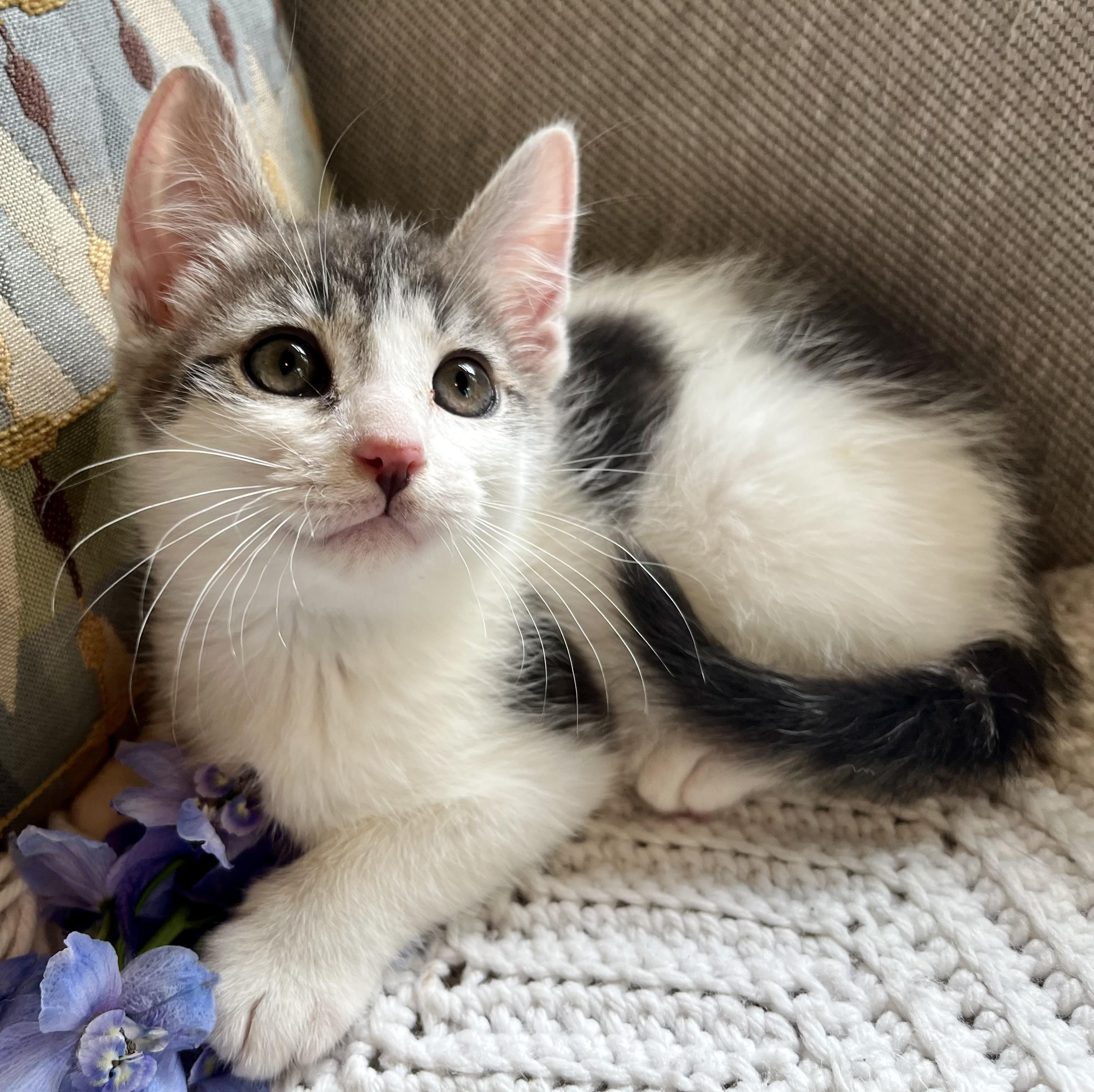 Enlarge Peppermint, a ADOPTABLE mixed breed in Rocky Hill, CT image 2/6