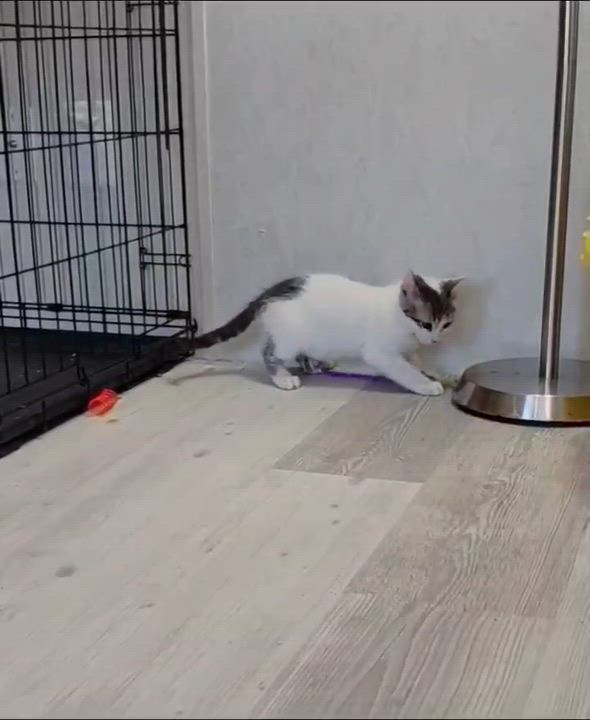 Enlarge Peppermint, a ADOPTABLE mixed breed in Rocky Hill, CT video 6/6