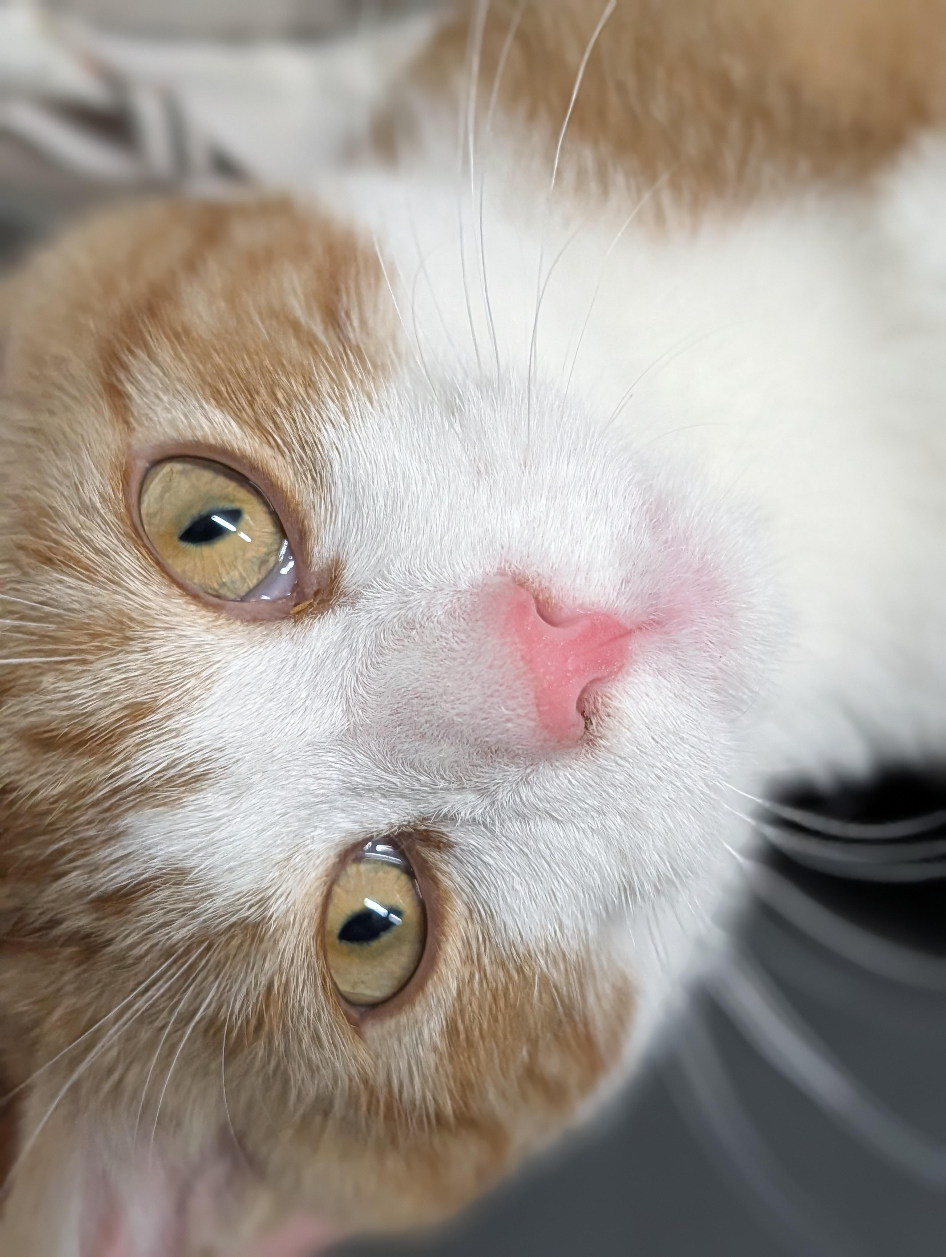 Asbury, ADOPTABLE, Young Male American Shorthair.