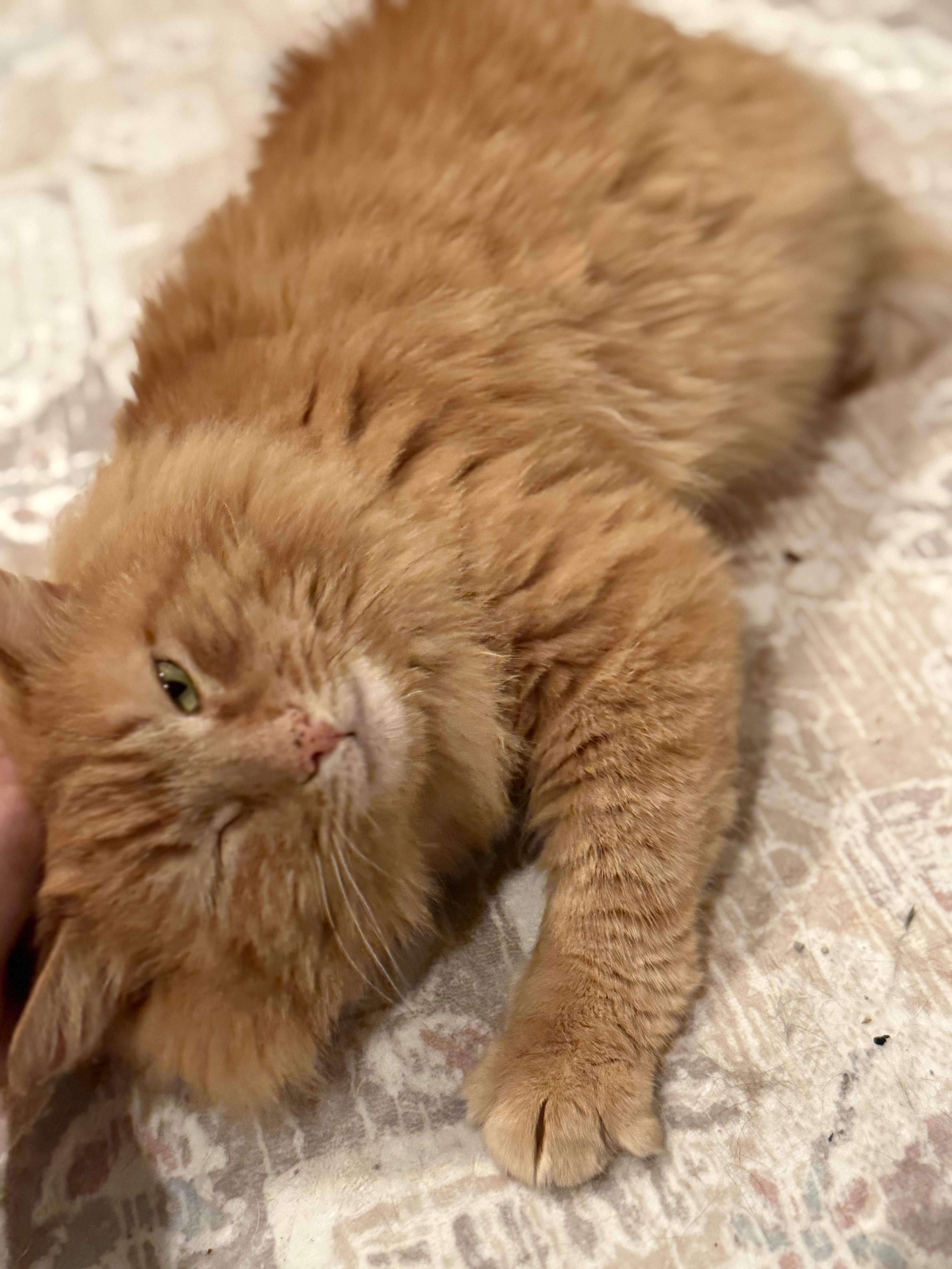 Buddy, a Adoptable Domestic Long Hair in Old Bridge, NJ image 1/3
