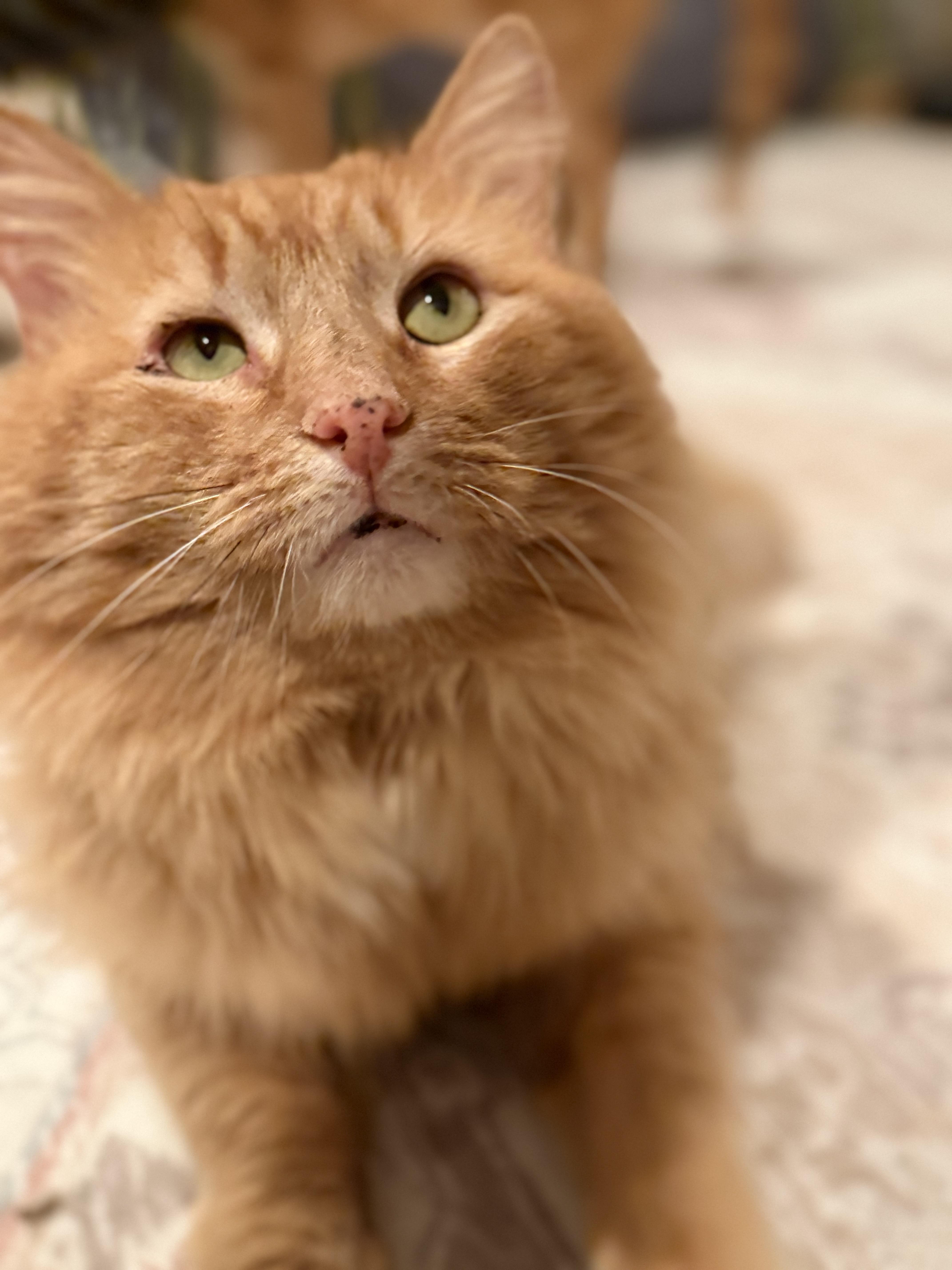 Buddy, a Adoptable Domestic Long Hair in Old Bridge, NJ image 2/3