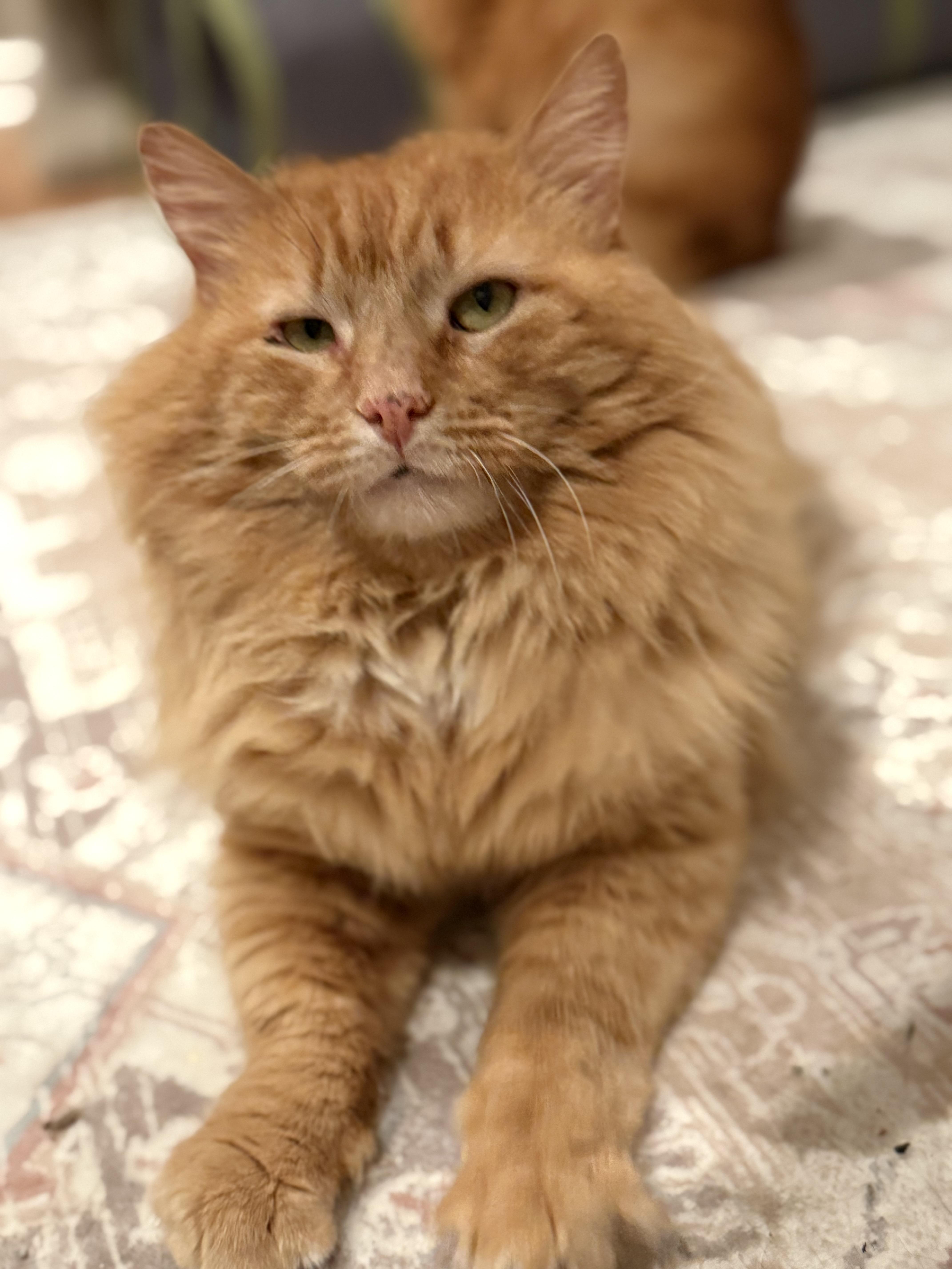 Buddy, a Adoptable Domestic Long Hair in Old Bridge, NJ image 3/3