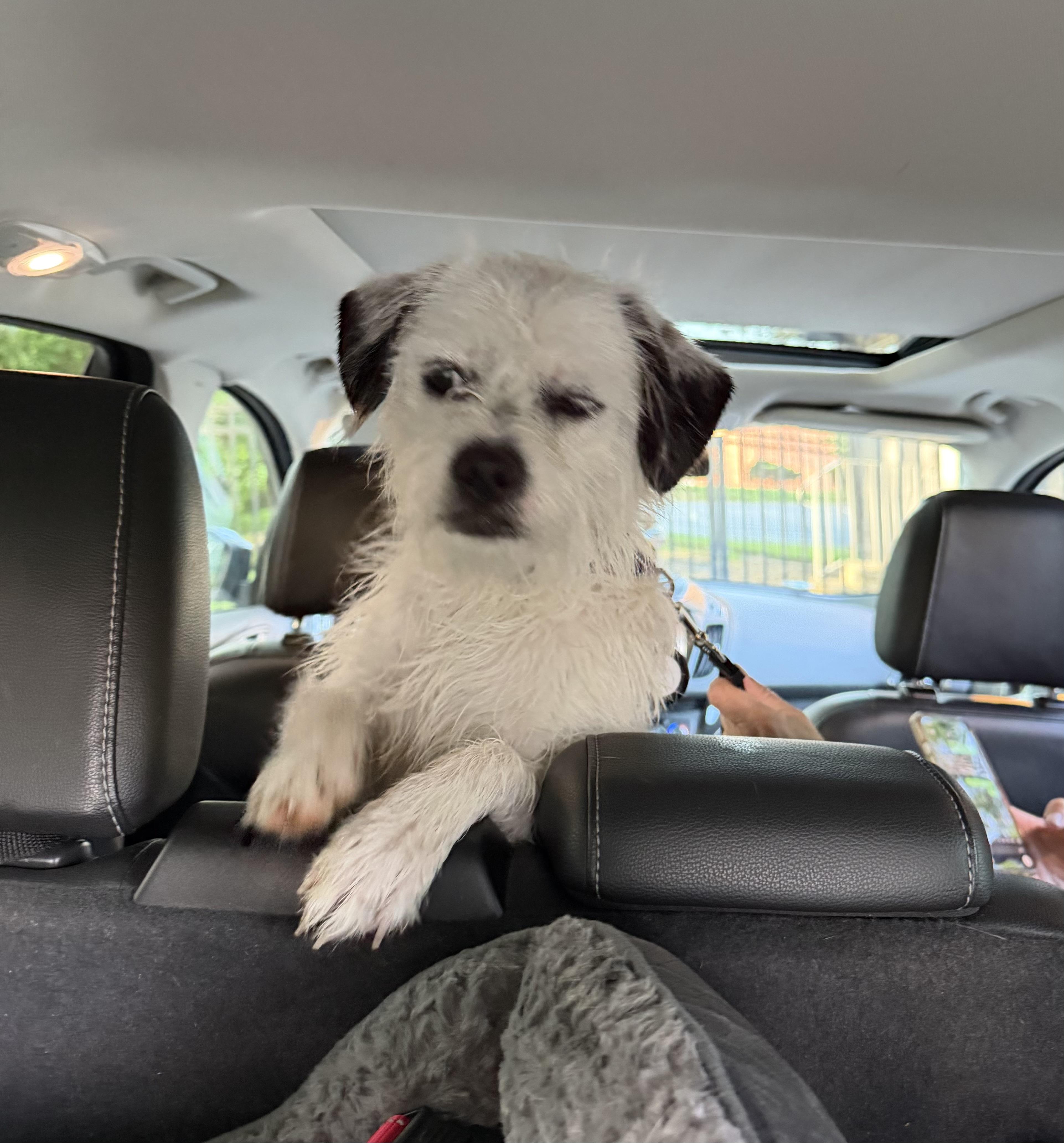 Enlarge Mimi, a ADOPTABLE mixed breed in Milford, OH image 3/3