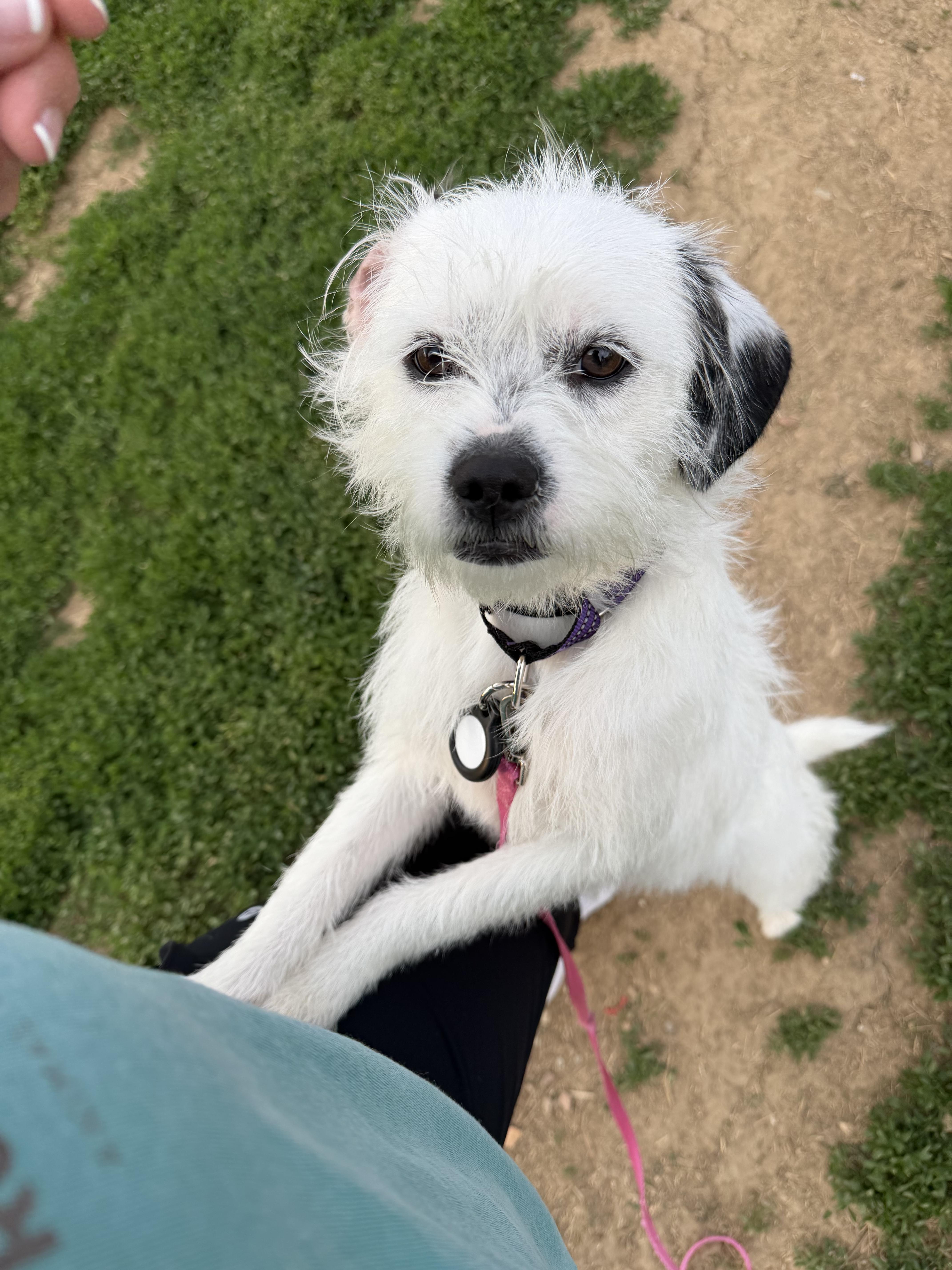 Enlarge Mimi, a ADOPTABLE mixed breed in Milford, OH image 2/3